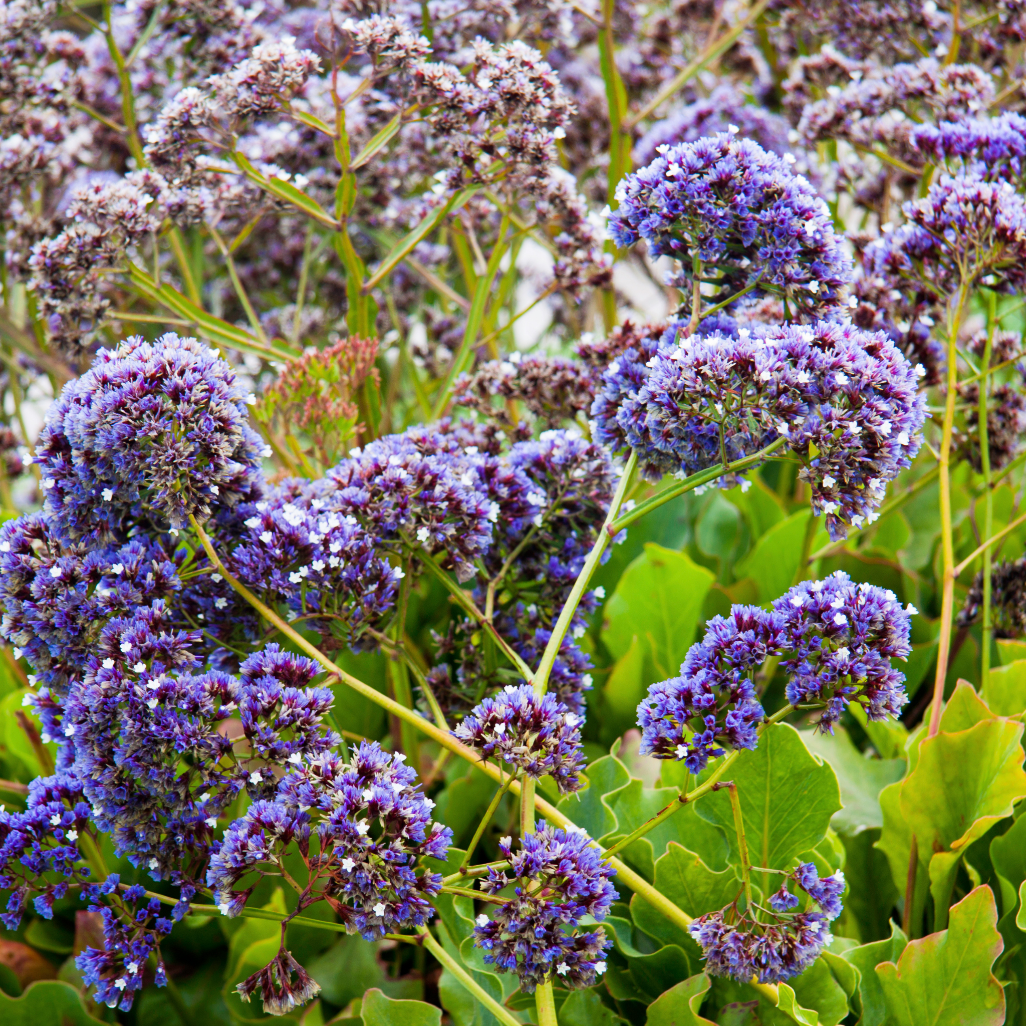 Sea Lavender - Limonium perezii