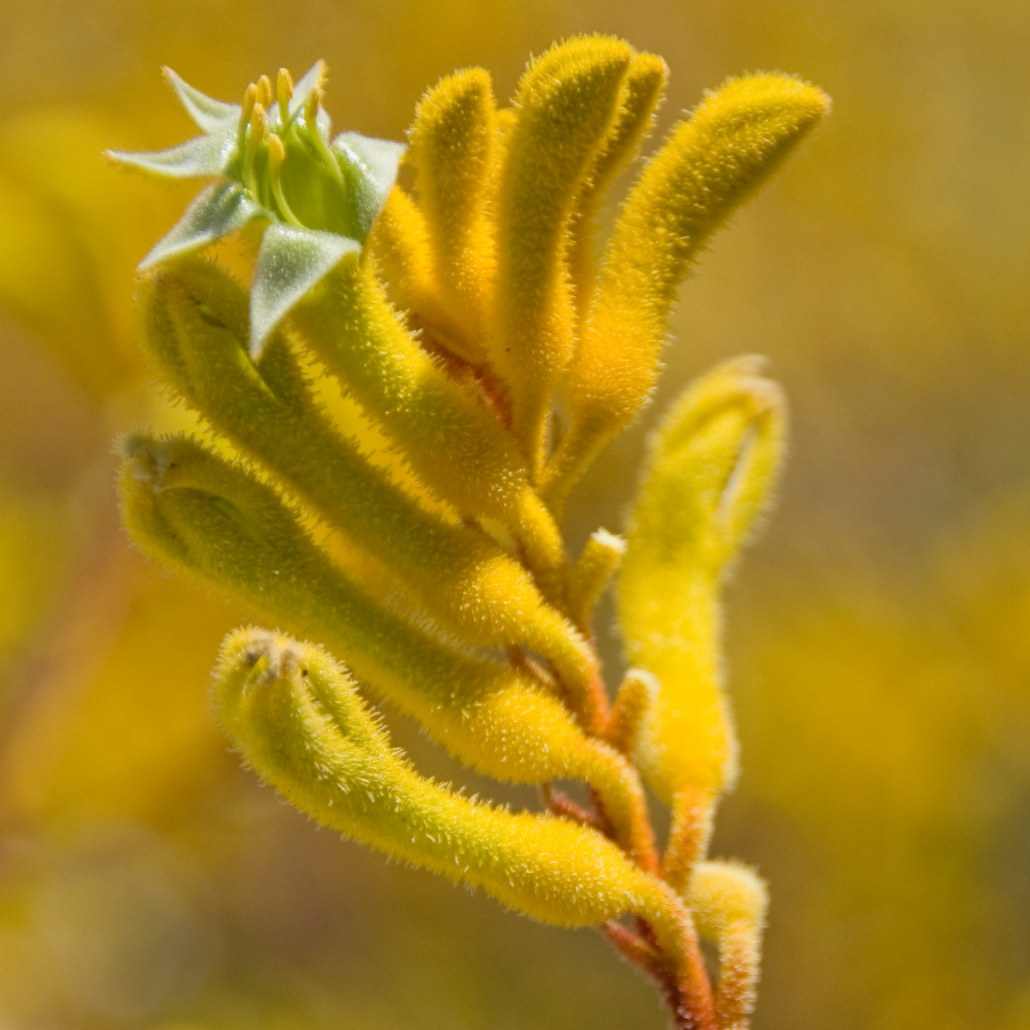 Golden Yellow Kangaroo Paw - Anigozanthos hybrida ‘Landscape Gold’