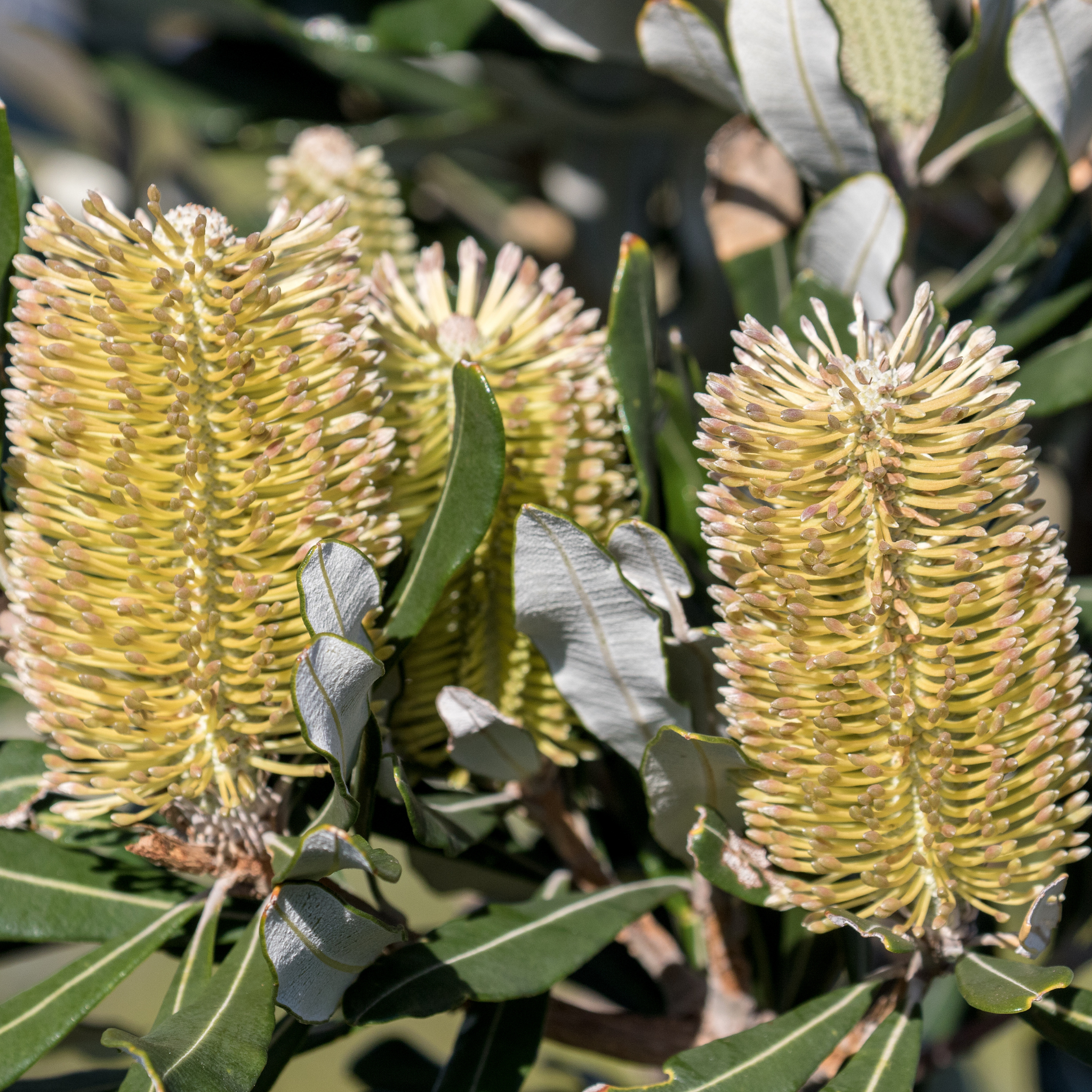 Close-up of banksia flowers with green leaves