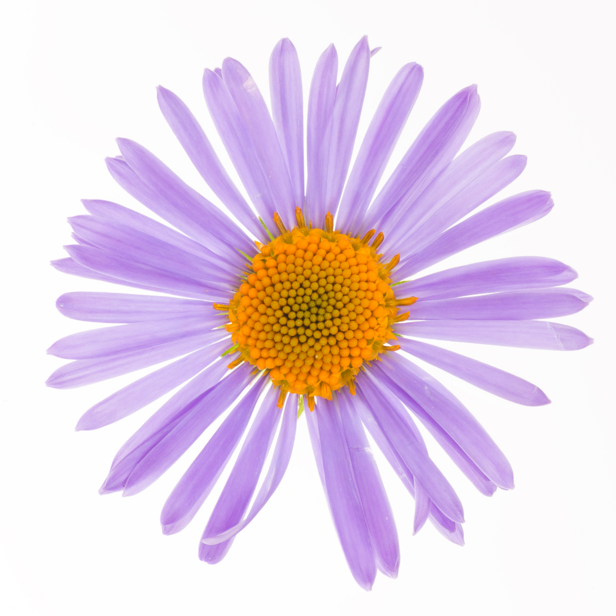 Stiff Daisy Fresco Purple - Brachyscome angustifolia 'Fresco Purple'