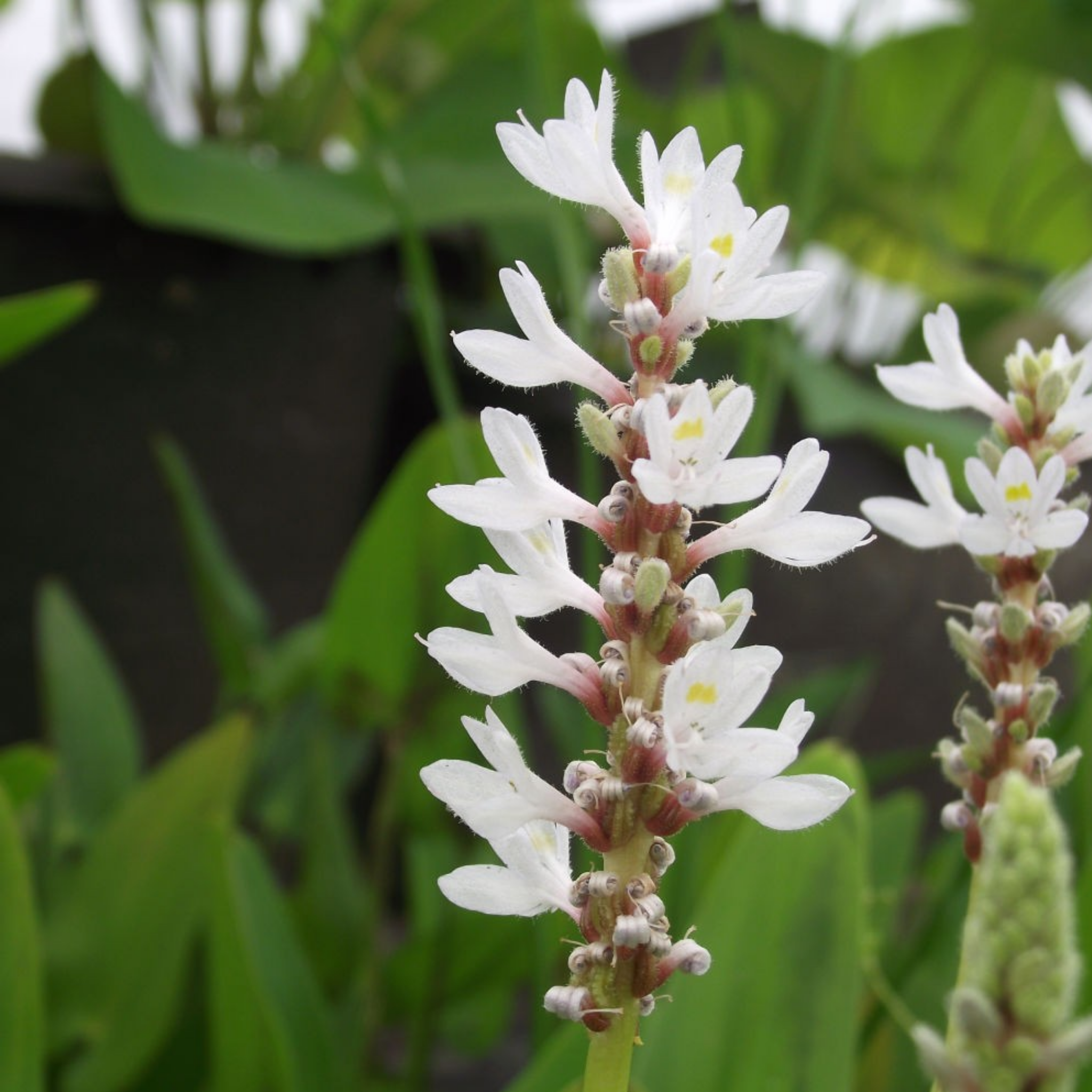 White Pickerel Weed - Pontederia cordata Alba