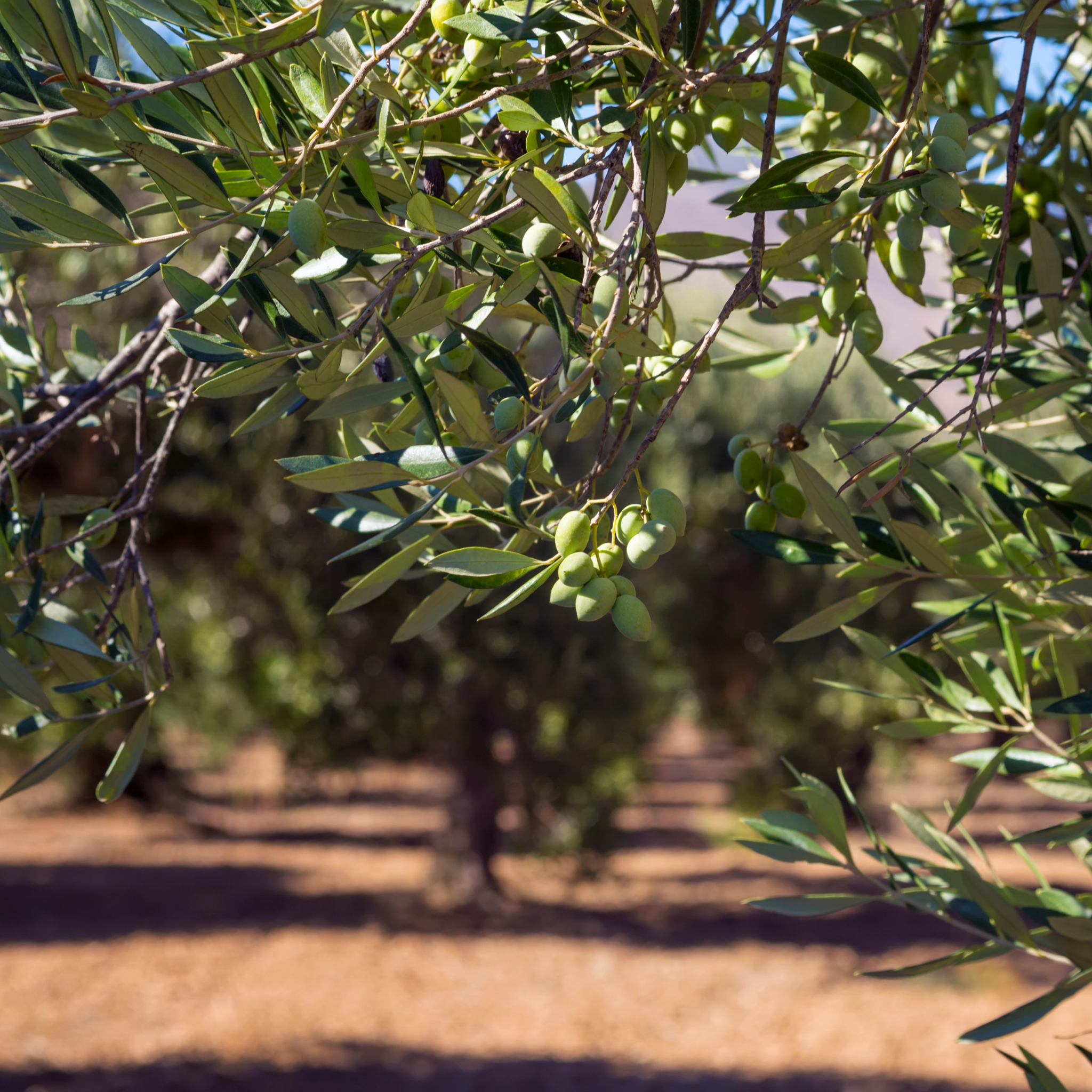 Kalamata Olive Tree - Olea europaea Kalamata