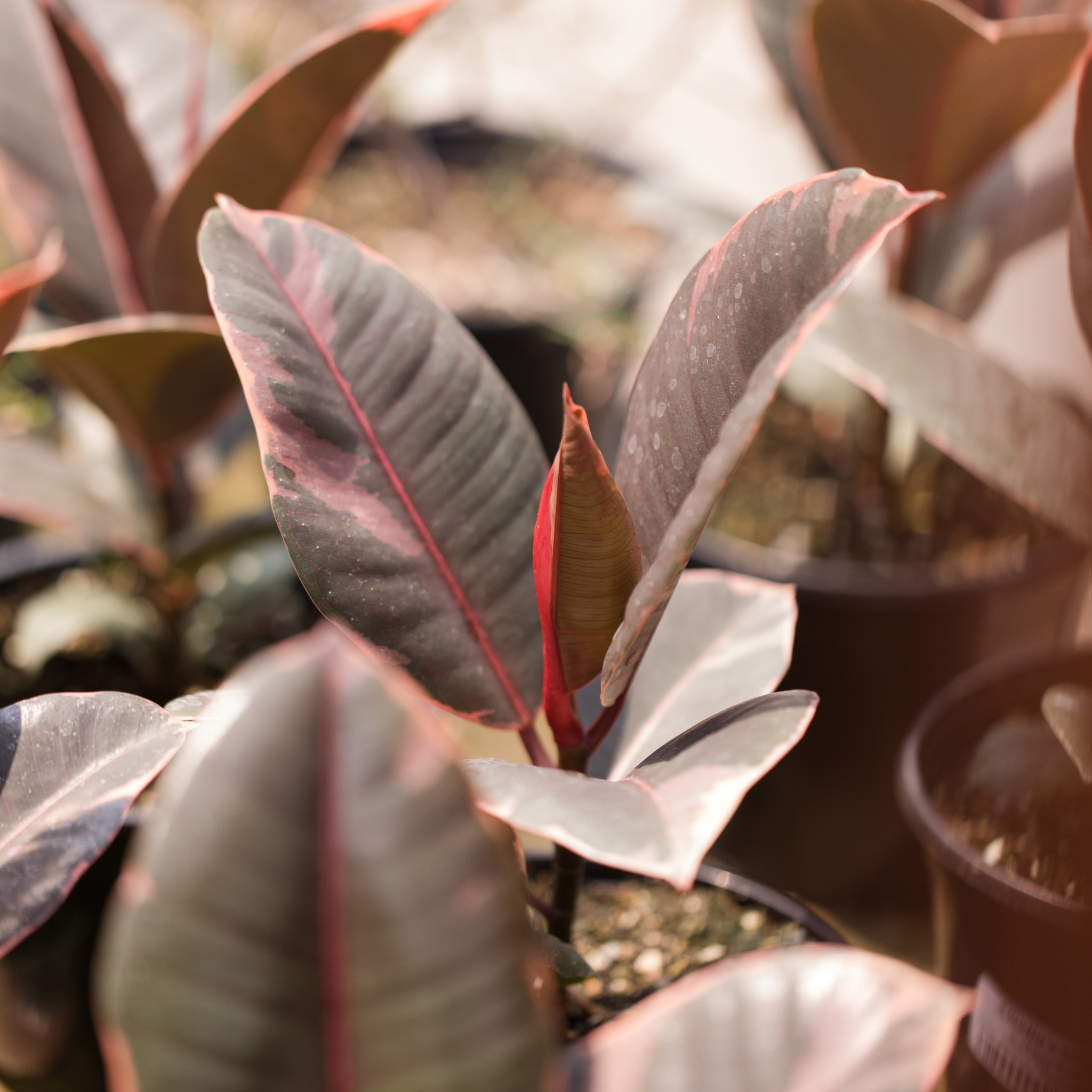 Red Rubber Tree Plant - Ficus elastica Ruby