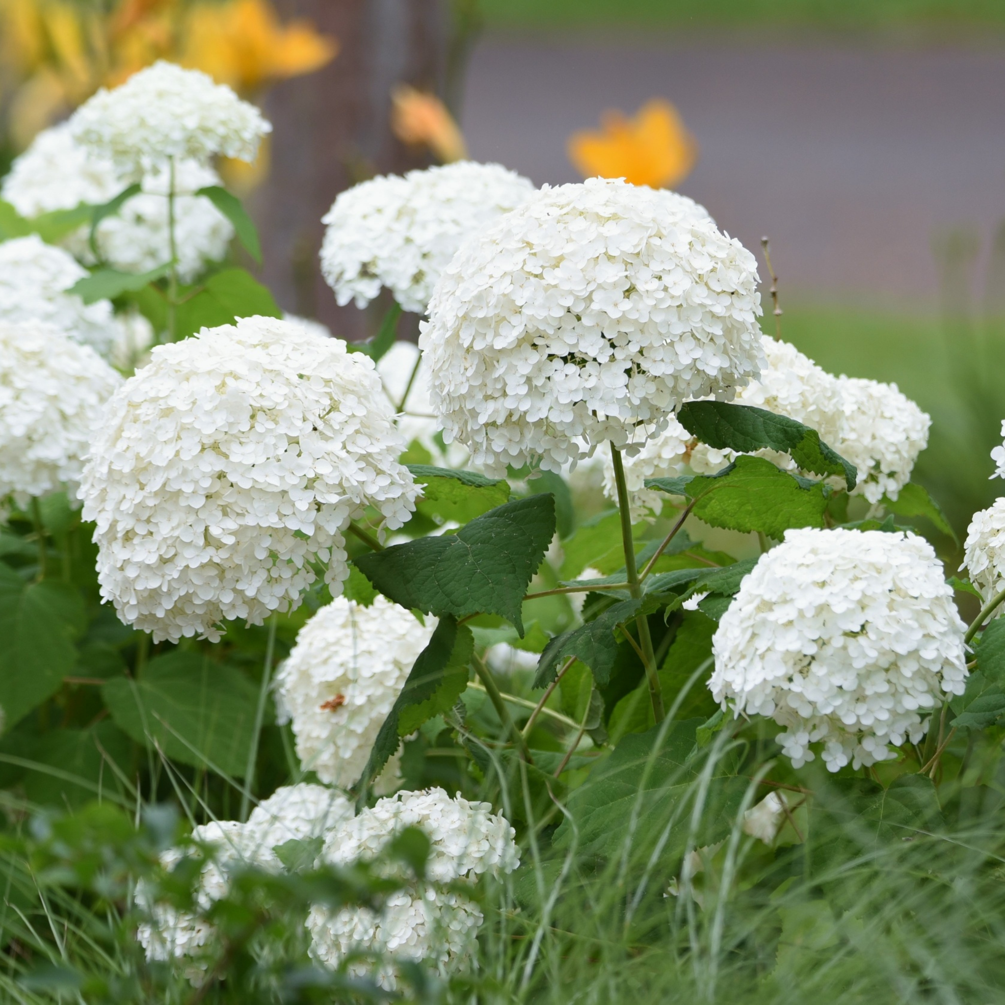 Hydrangea arborescens 'Annabelle' – Smooth Hydrangea