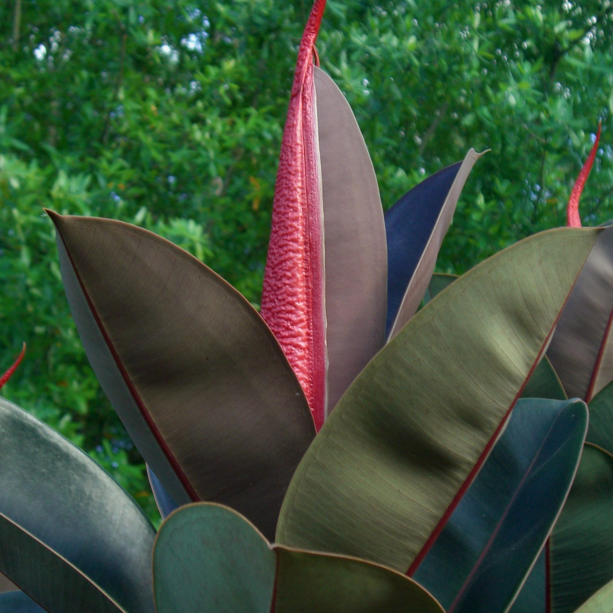 Burgundy Rubber Tree Plant - Ficus elastica Burgundy