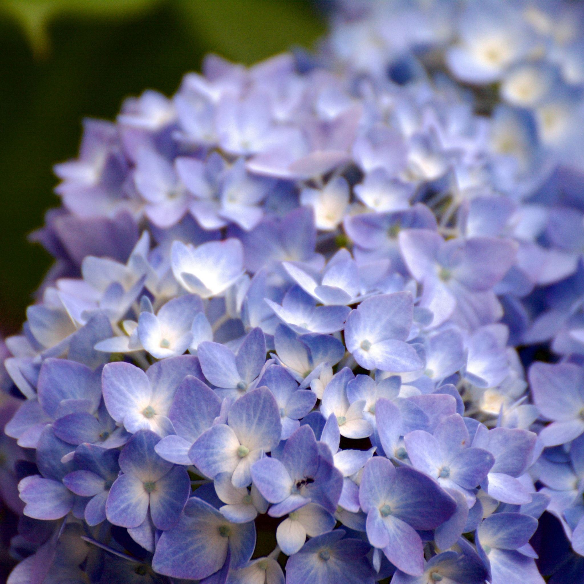 Big Leaf Hydrangea - Hydrangea macrophylla