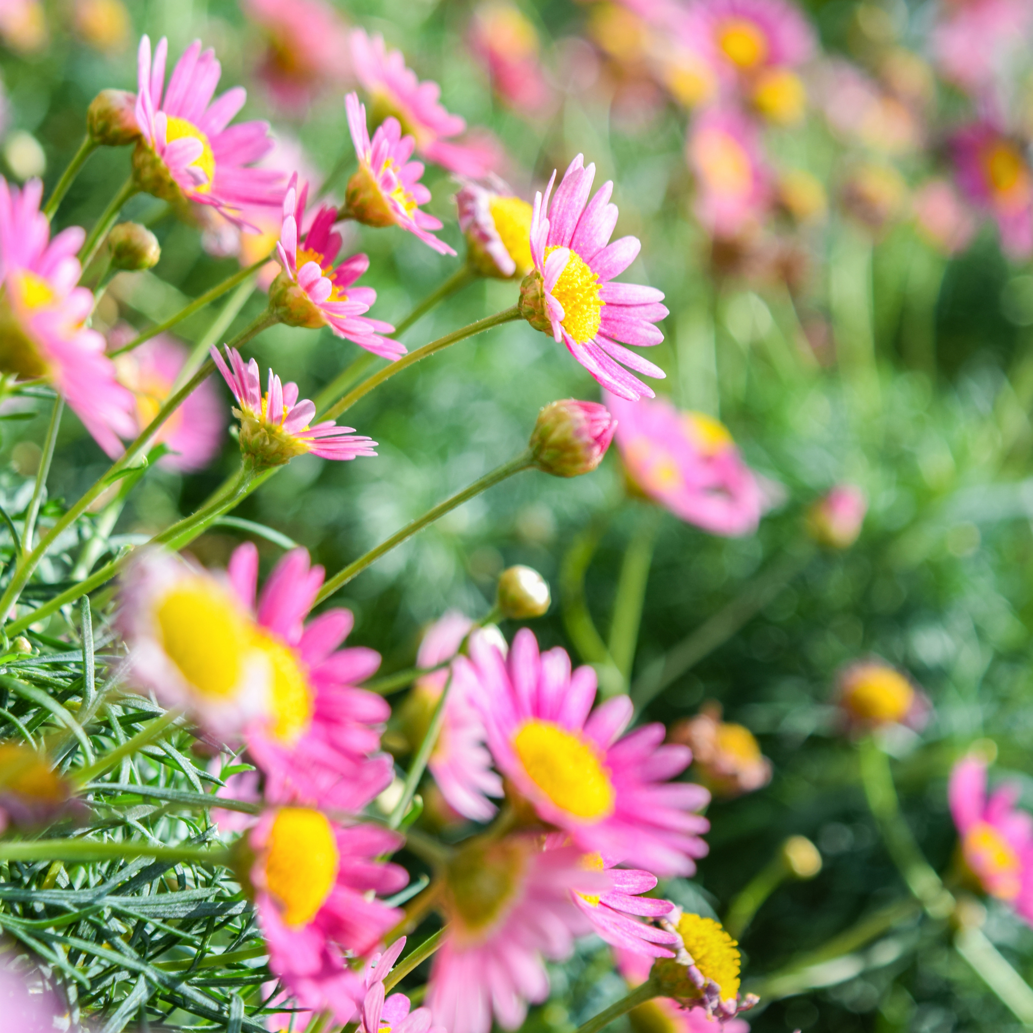 Stiff Daisy Fresco Candy - Brachyscome angustifolia 'Fresco Candy'