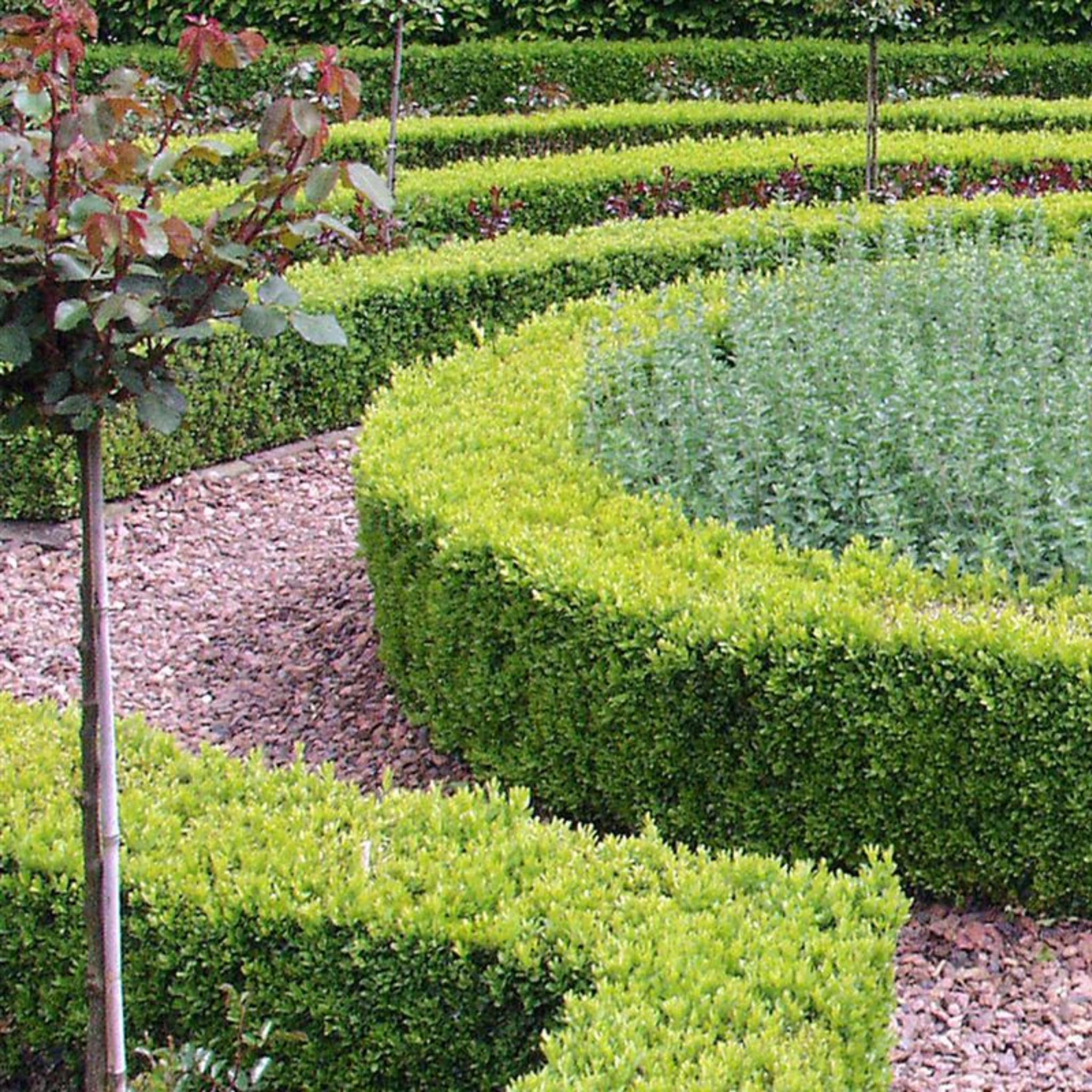Neatly trimmed hedges in a garden setting