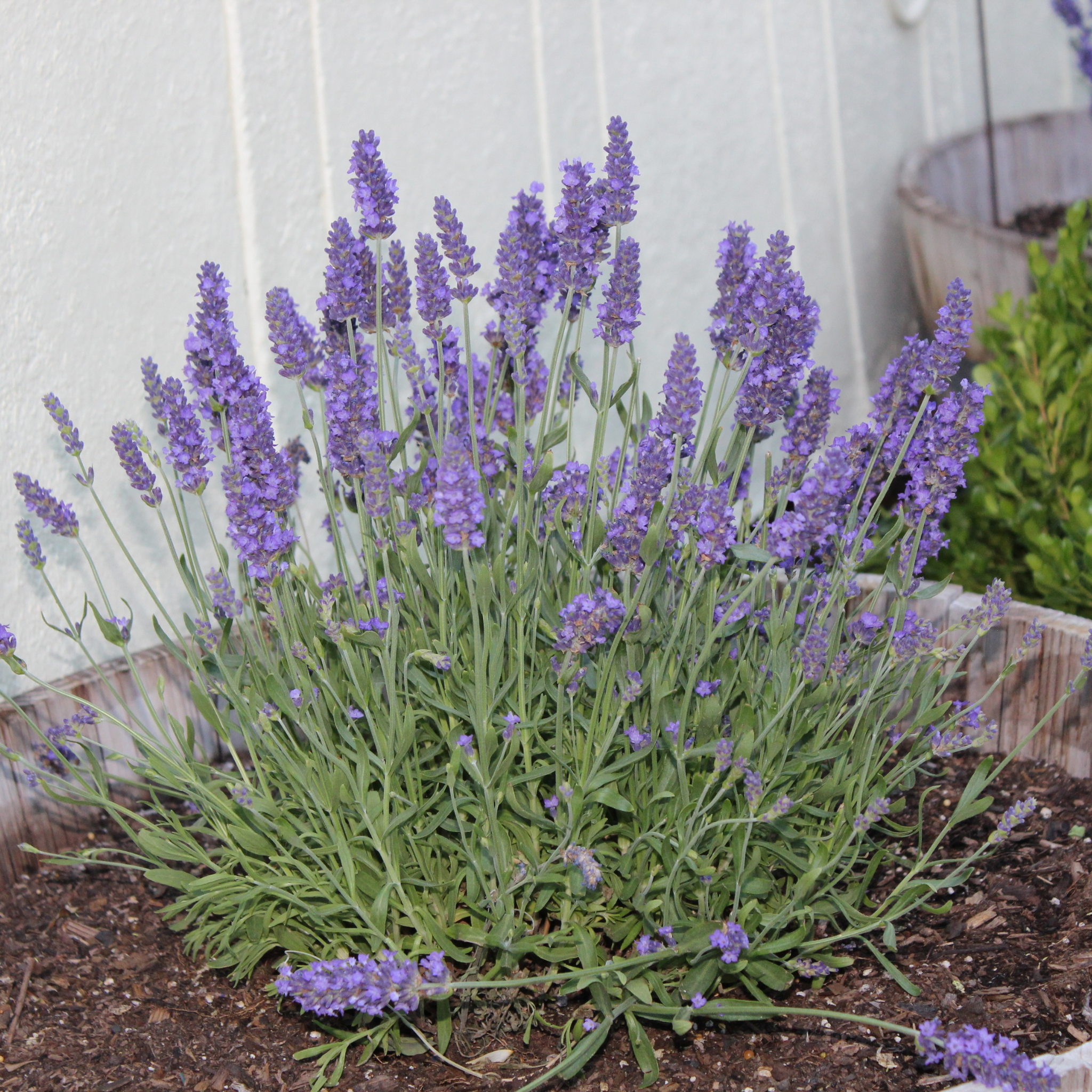 English Lavender - Lavandula angustifolia
