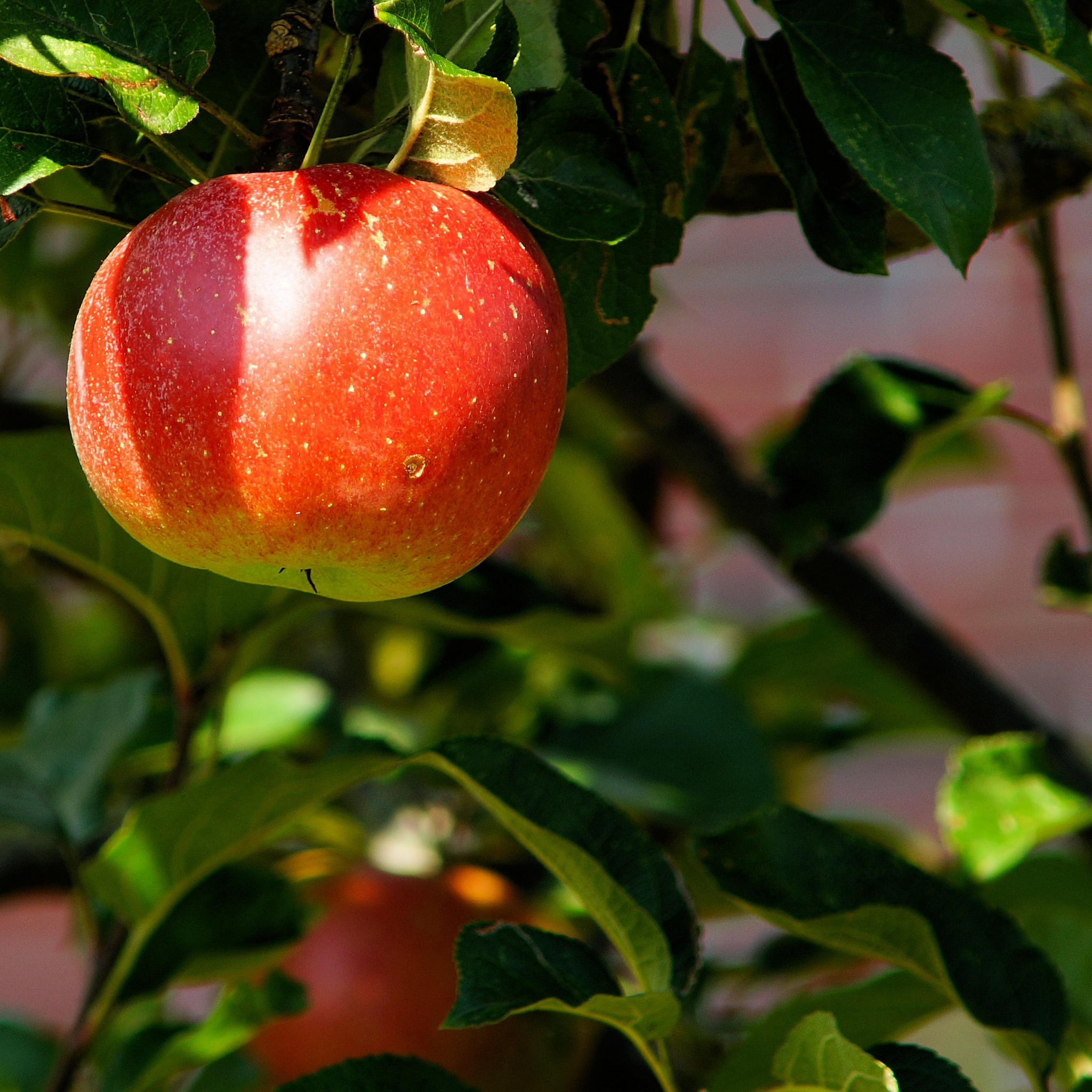 Apple Gala Tree - Malus domestica Gala Apple