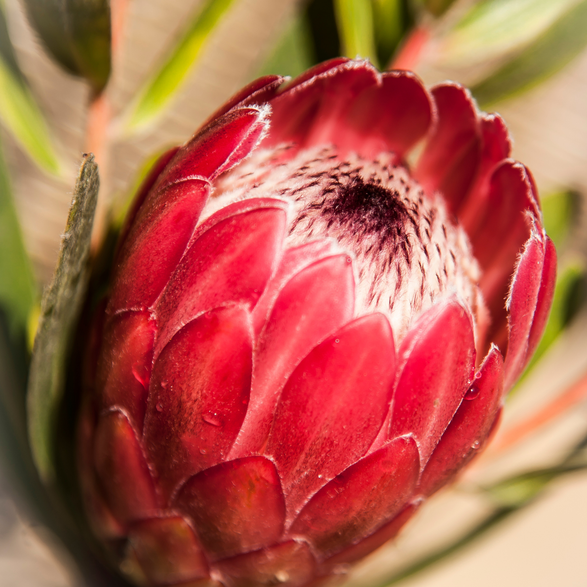 Close-up of a red protea flower bud with green leaves.