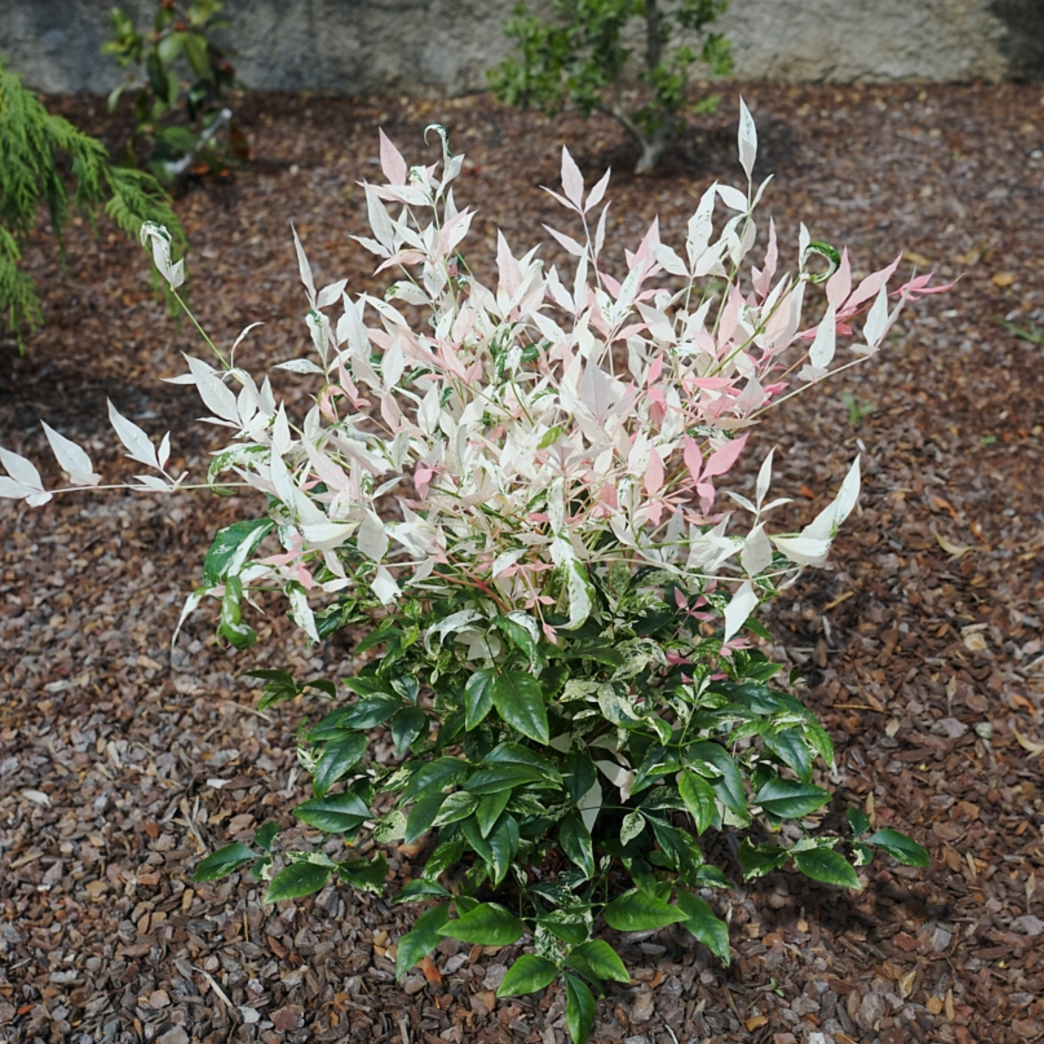 Nandina Twilight - Nandina domestica Twilight