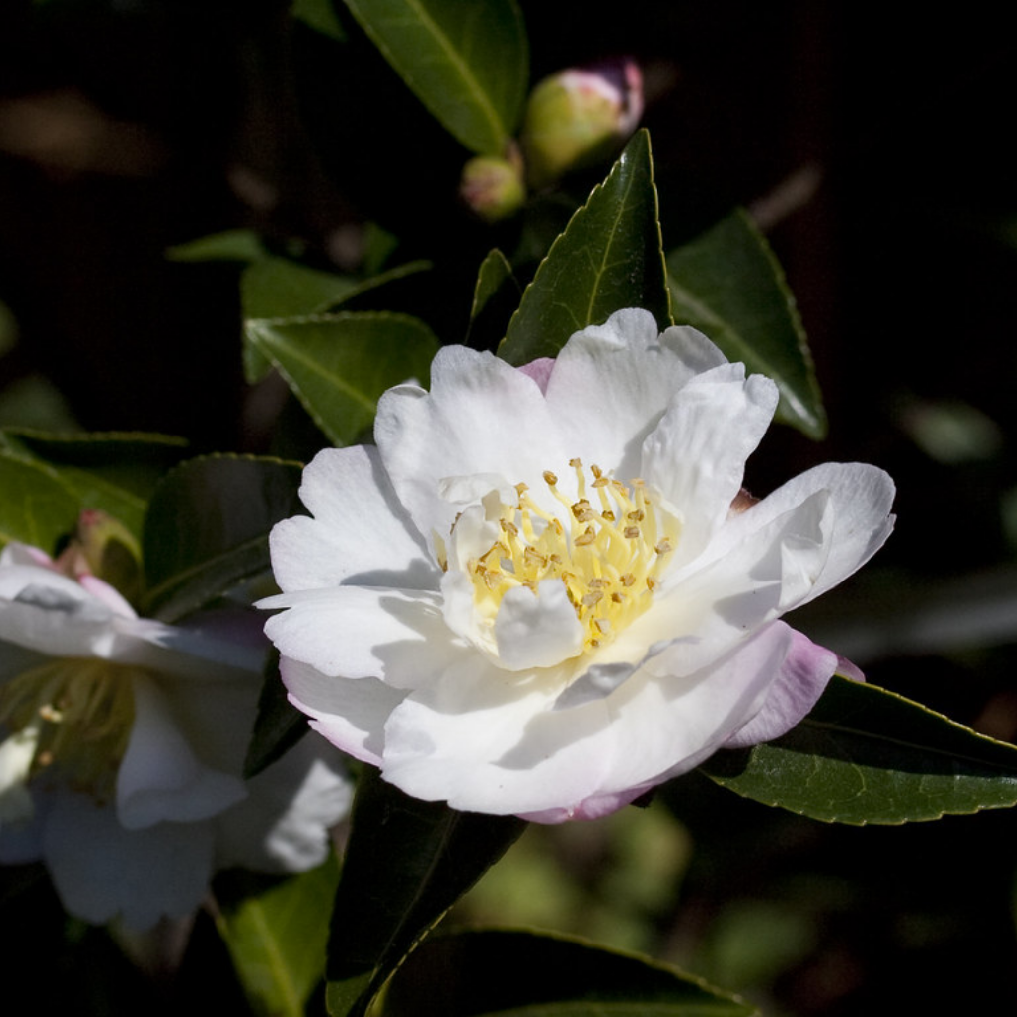 Camellia Asakura - Camellia sasanqua 'Asakura'