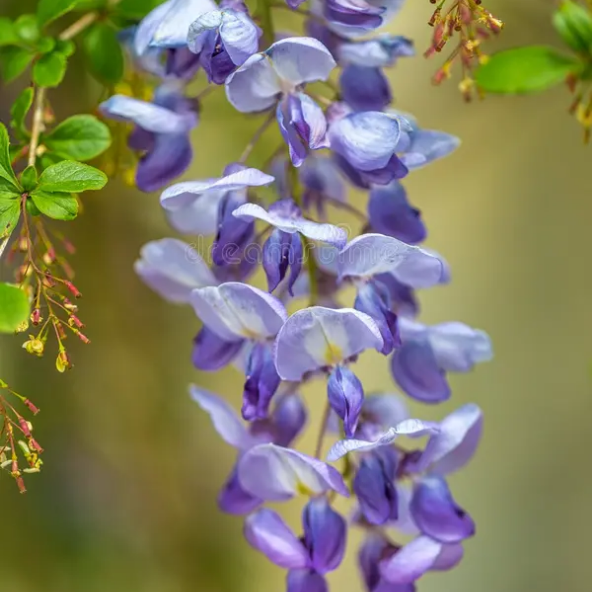 Japanese Wisteria - Wisteria floribunda