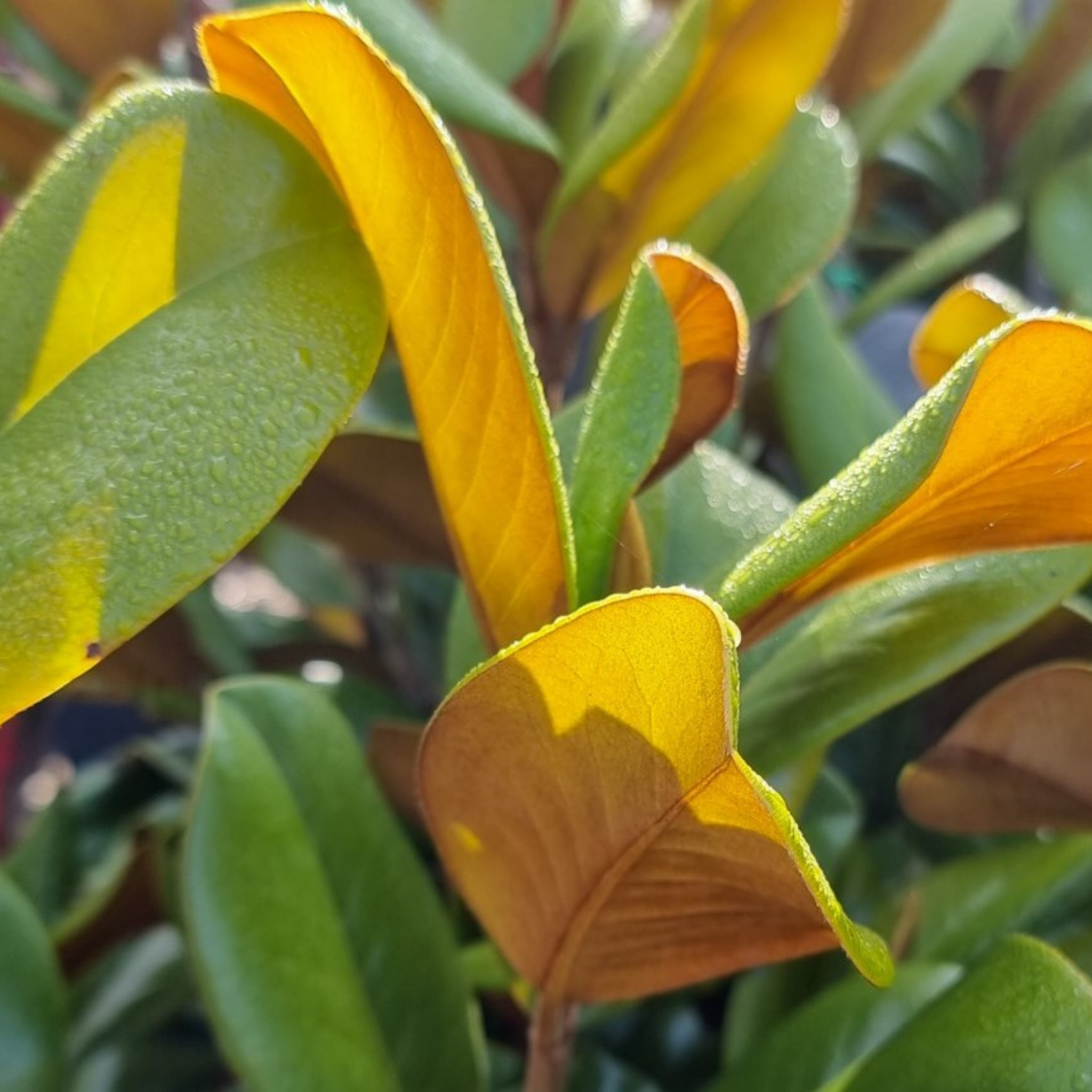Magnolia Teddy Bear - Magnolia grandiflora Teddy Bear