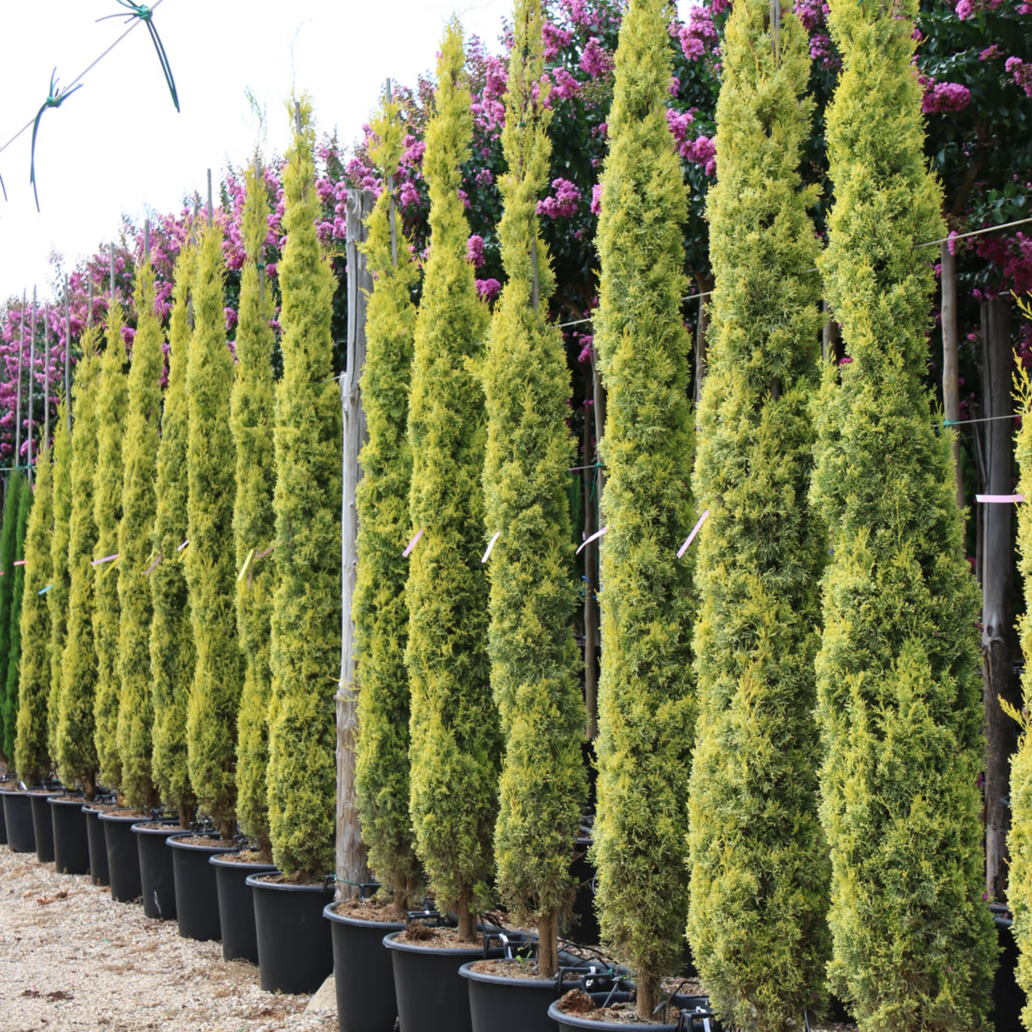 Swanes Golden Pencil Pine - Golden Italian Cypress Cupressus sempervirens