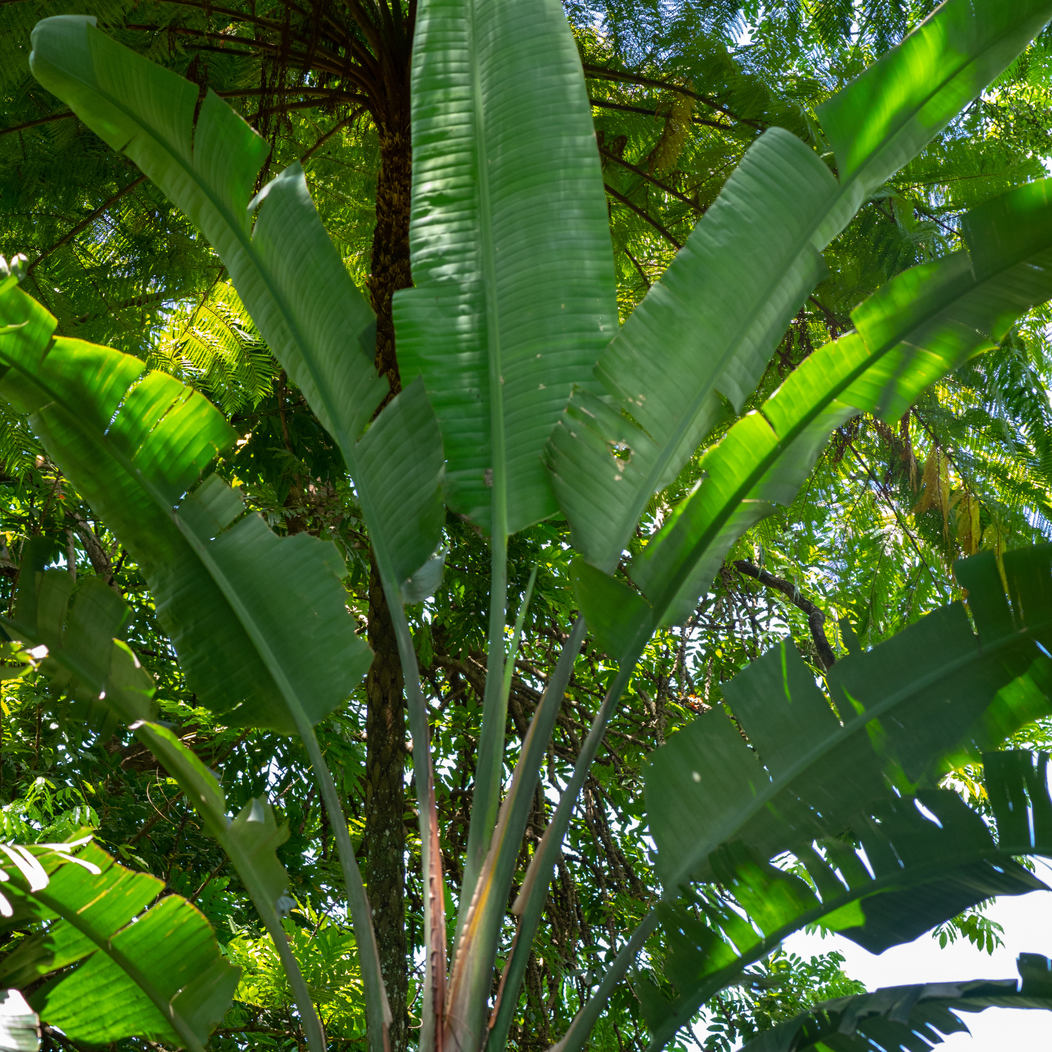Giant White Bird of Paradise - Strelitzia nicolai