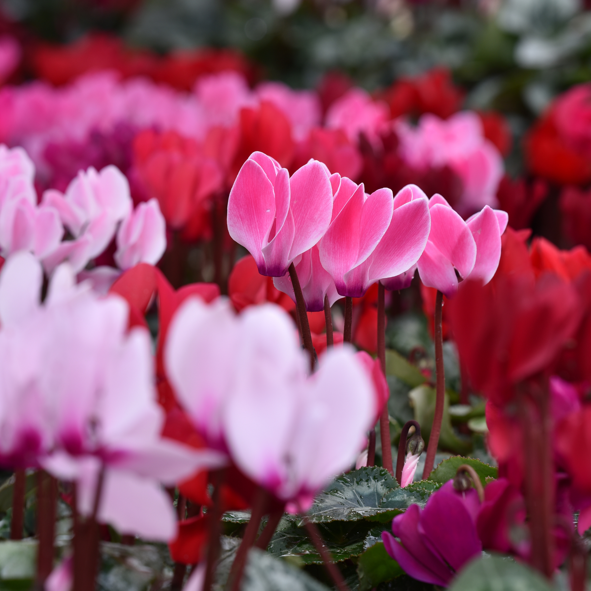 Cyclamen Assorted