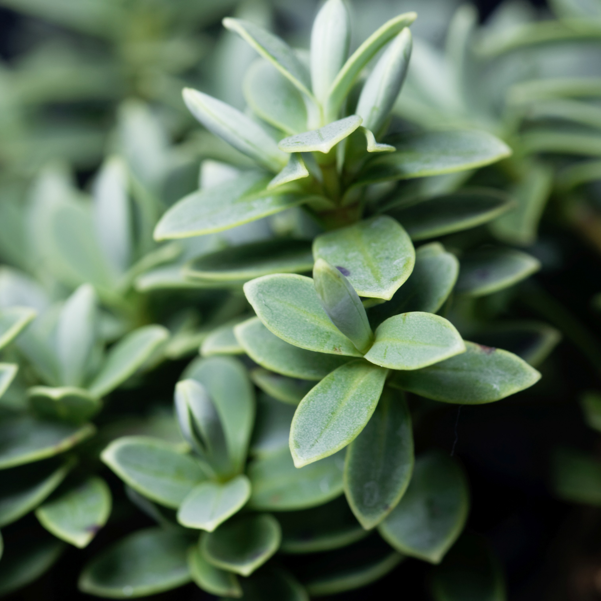 White Hebe - Hebe albicans