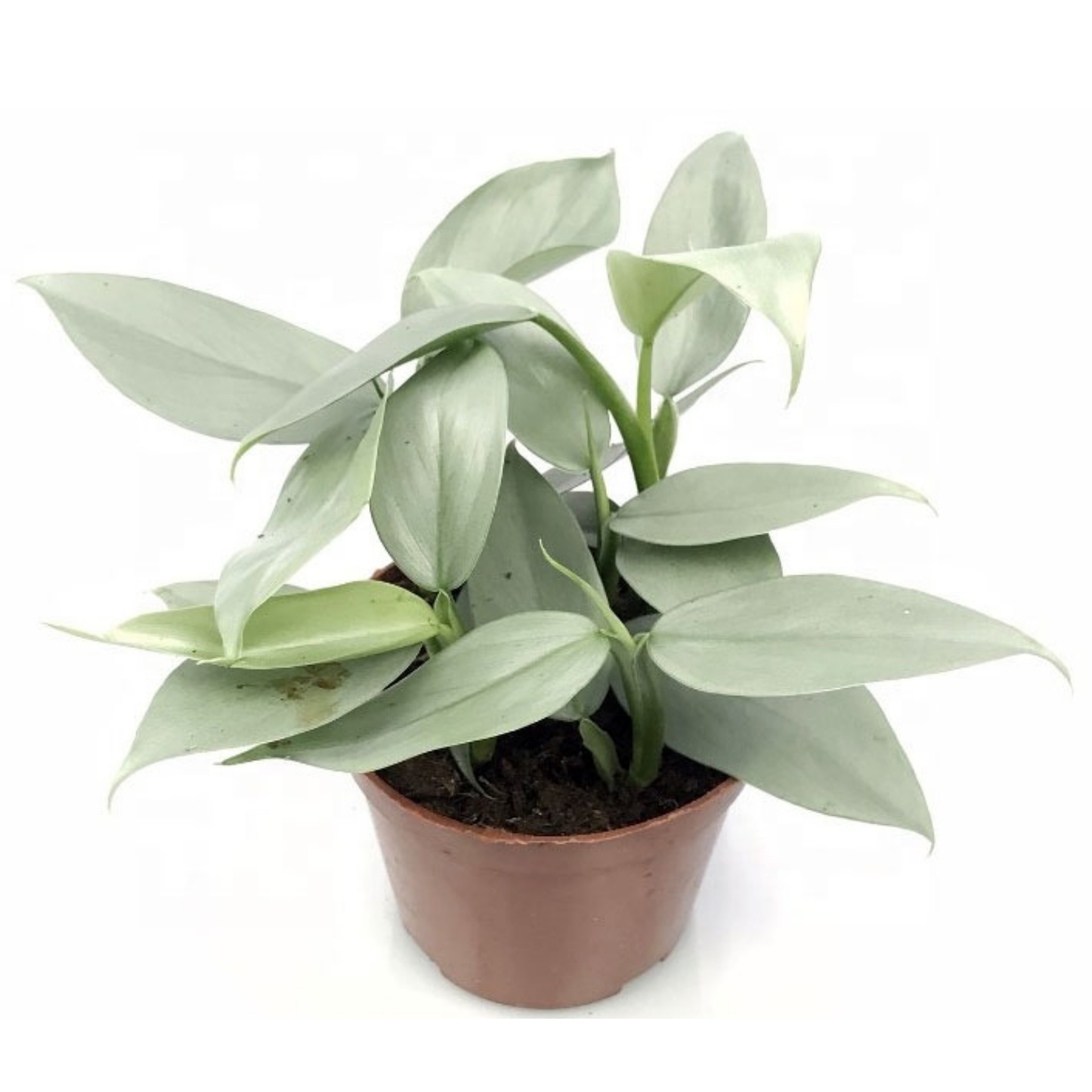 Silver Sword Philodendron - Philodendron hastatum