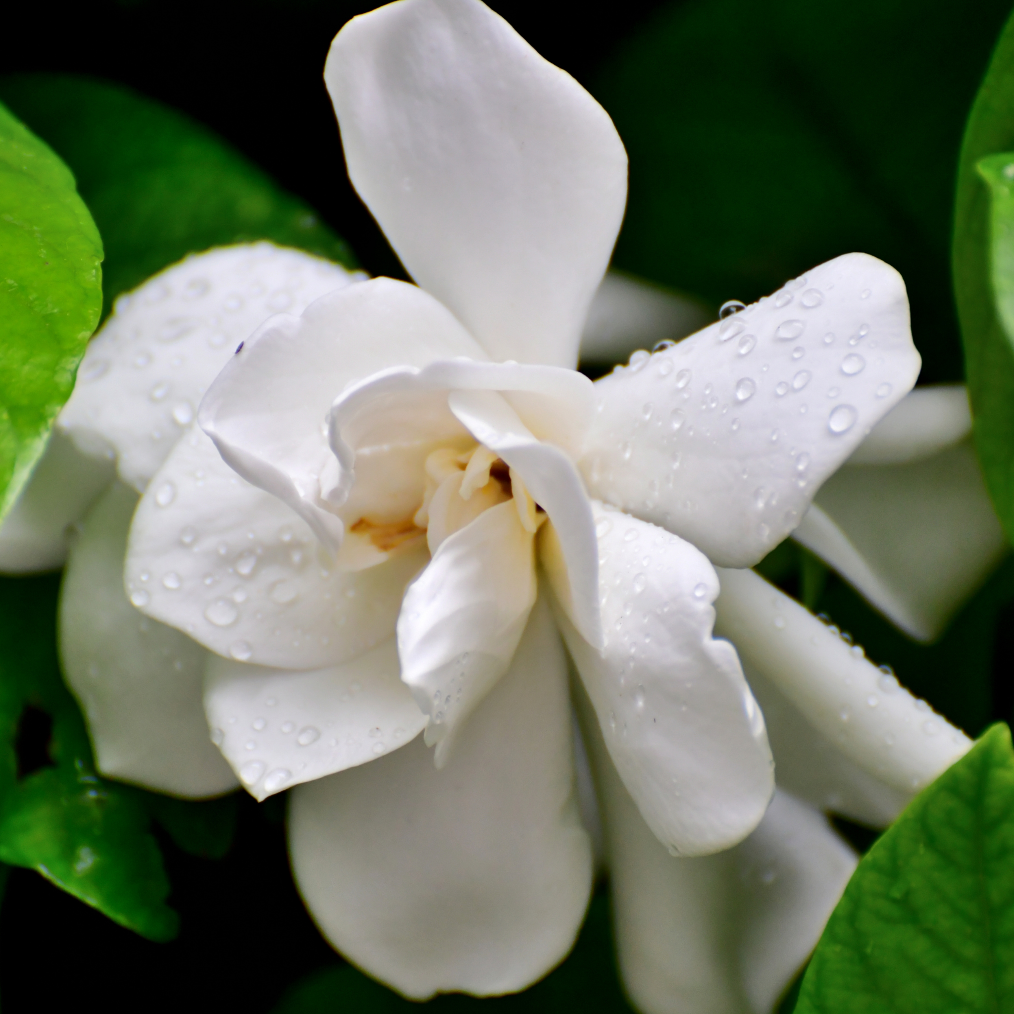 Creeping Gardenia - Gardenia jasminoides 'Radicans'