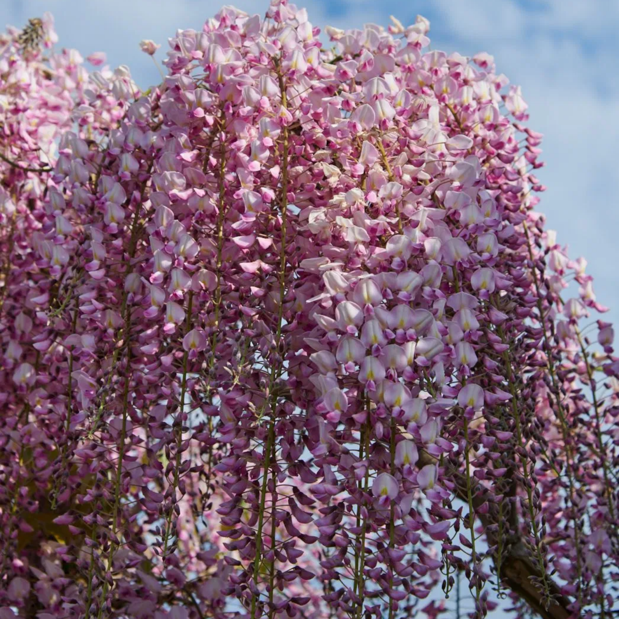 Pink Japanese Wisteria - Wisteria floribunda Honbeni