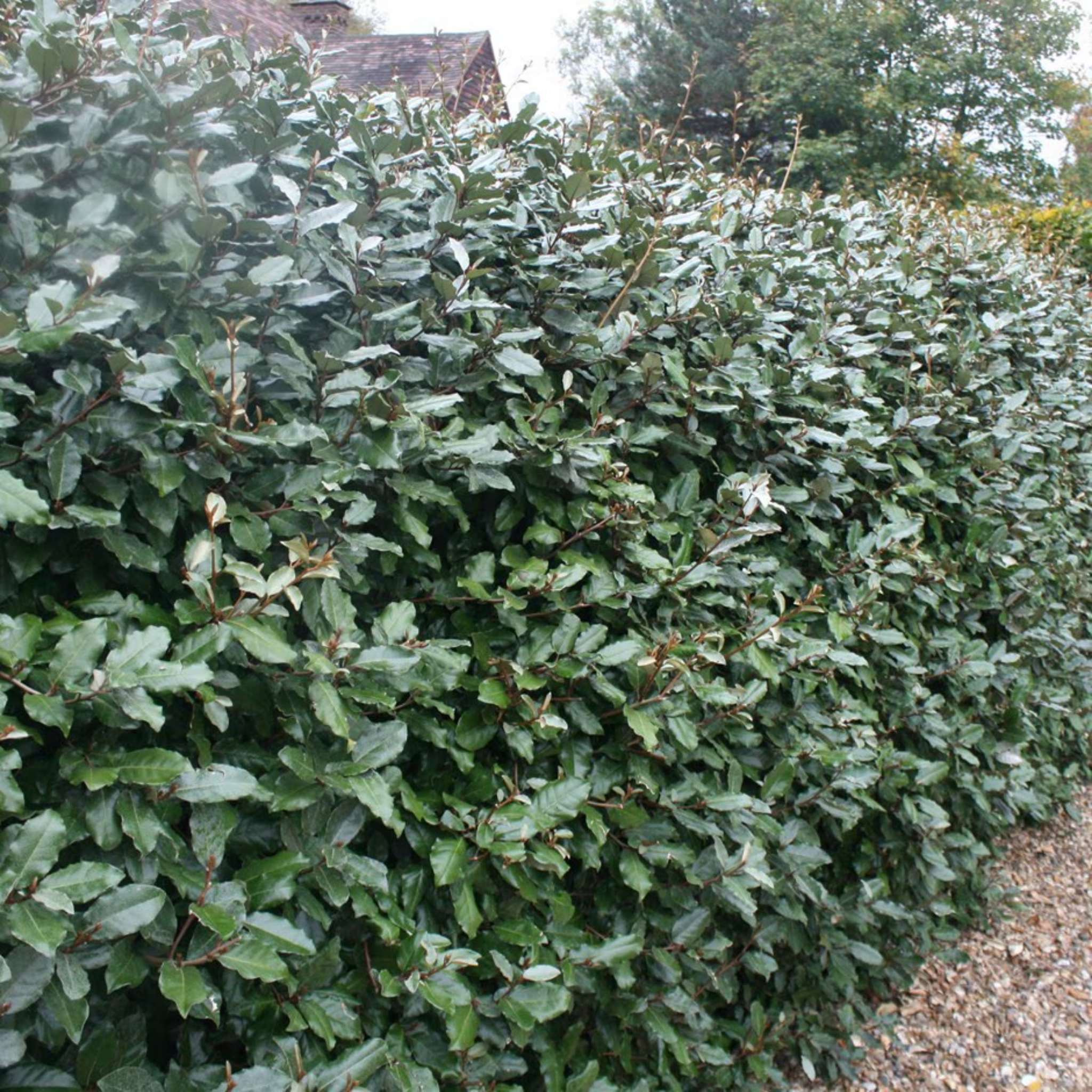 Ebbings Silverberry - Elaeagnus ebbingei