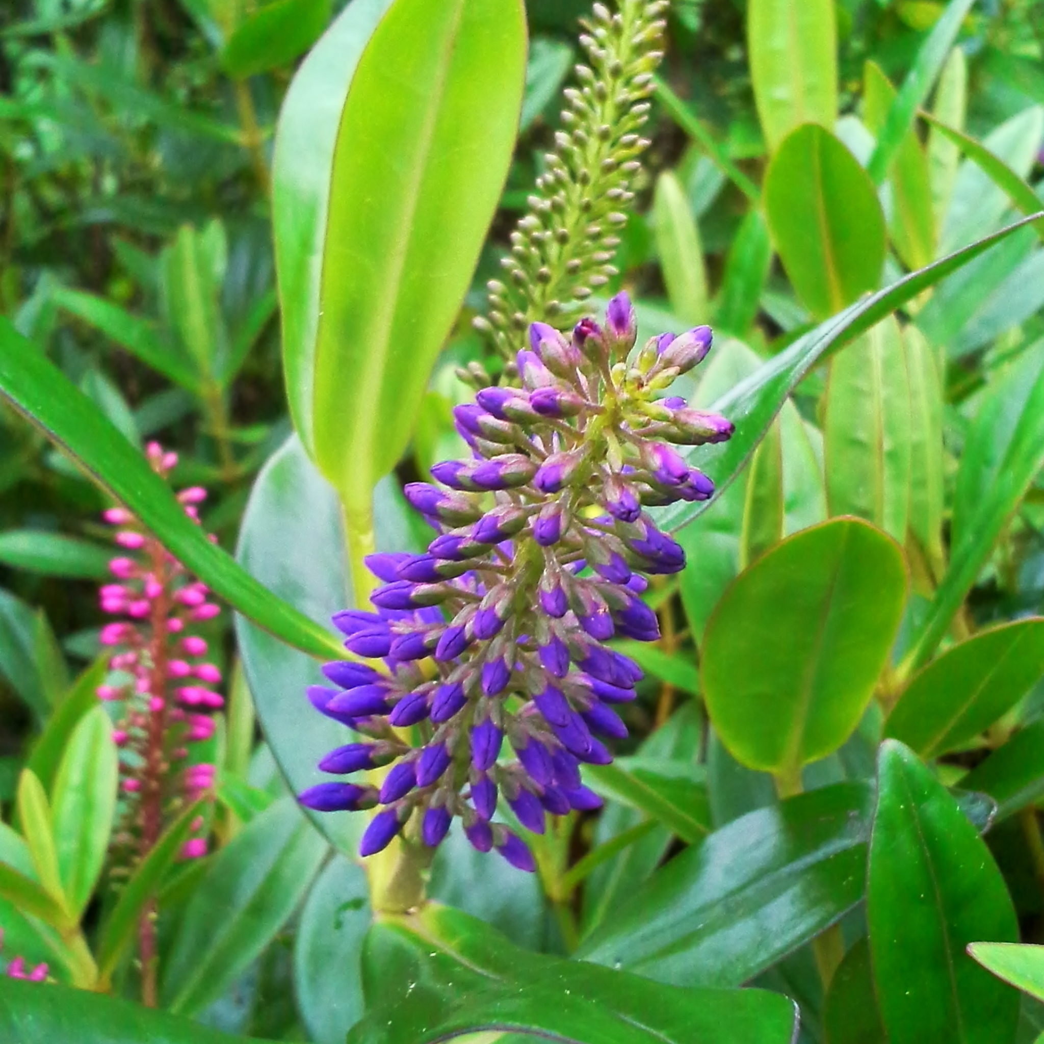 Hebe hybrida Heebie Jeebies