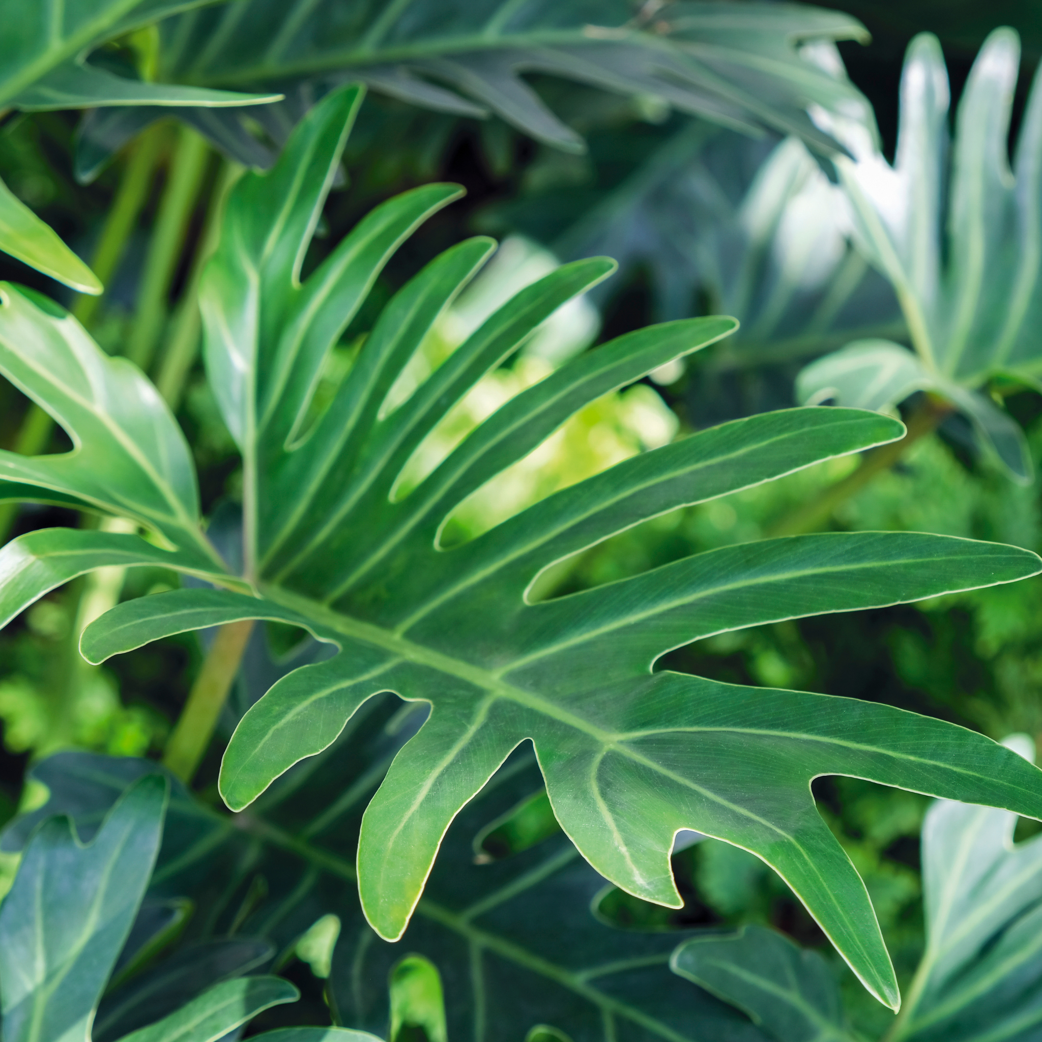 Xanadu Philodendron - Philodendron Xanadu