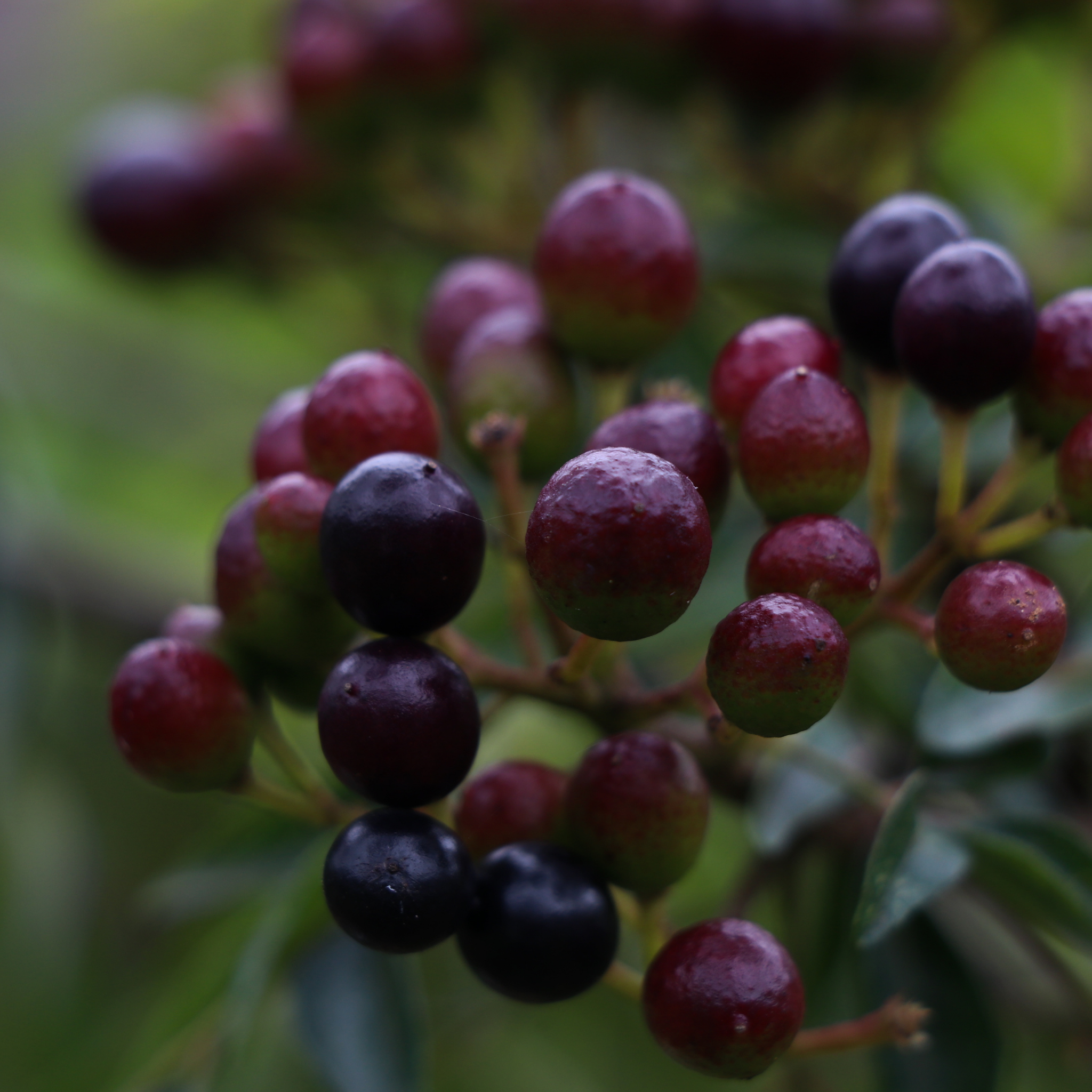 Curry Tree - Murraya koenigii