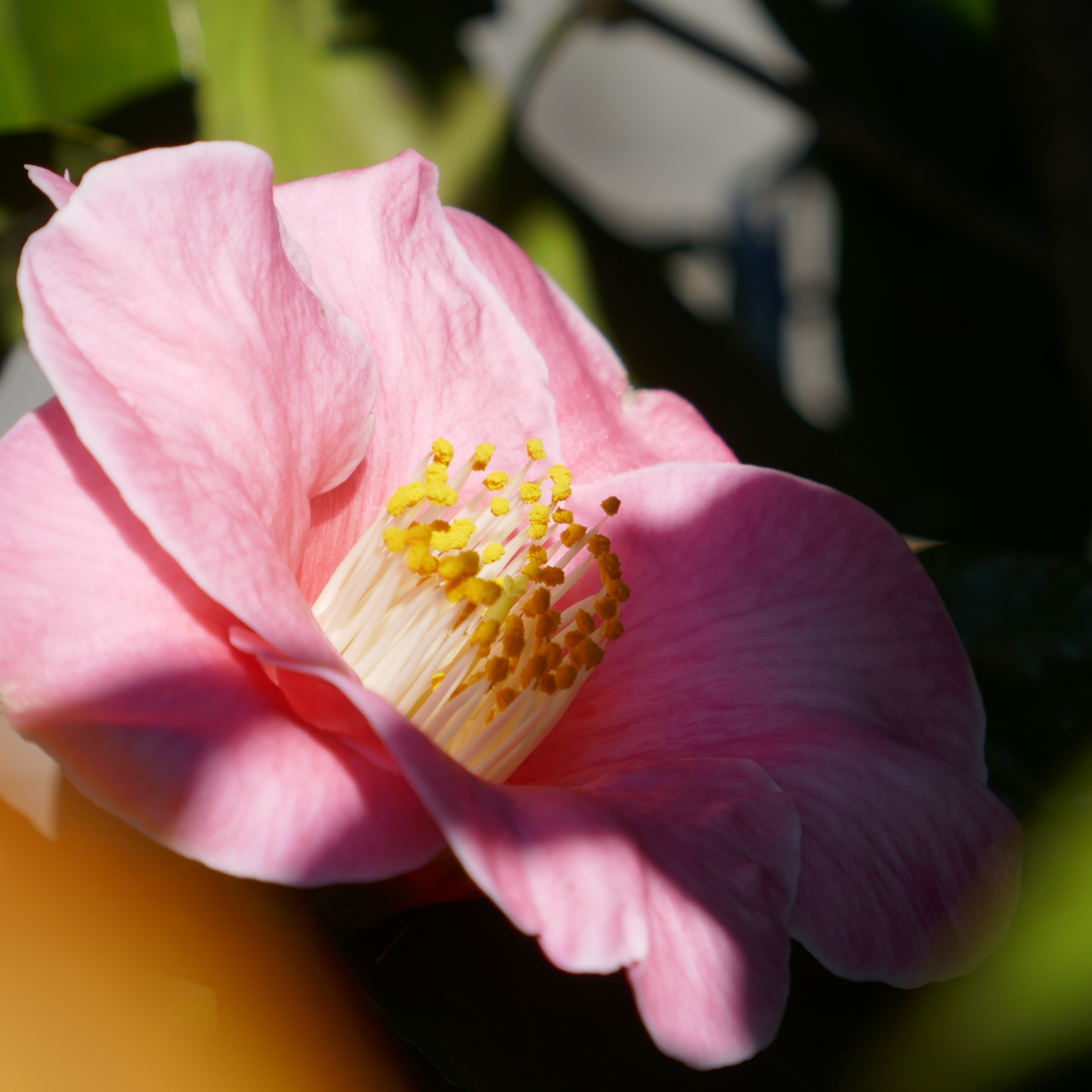 Camellia Plantation Pink - Camellia sasanqua 'Plantation Pink'