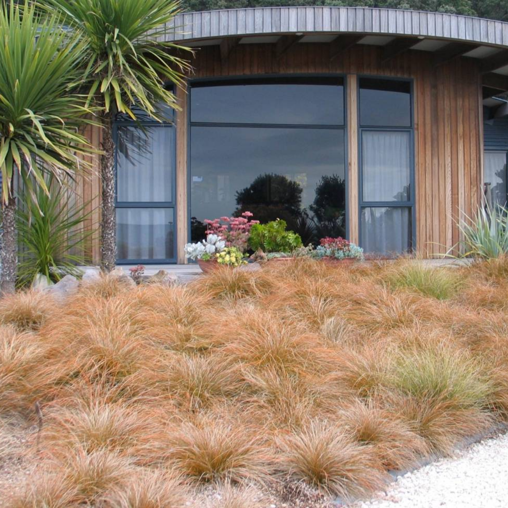 Modern house with large windows surrounded by garden plants and grass.
