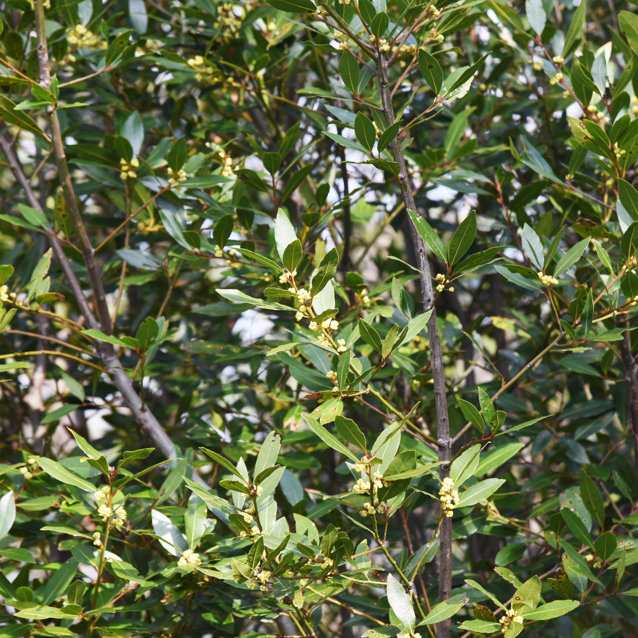 Bay Laurel 'Miles Choice' - Laurus nobilis Miles Choice