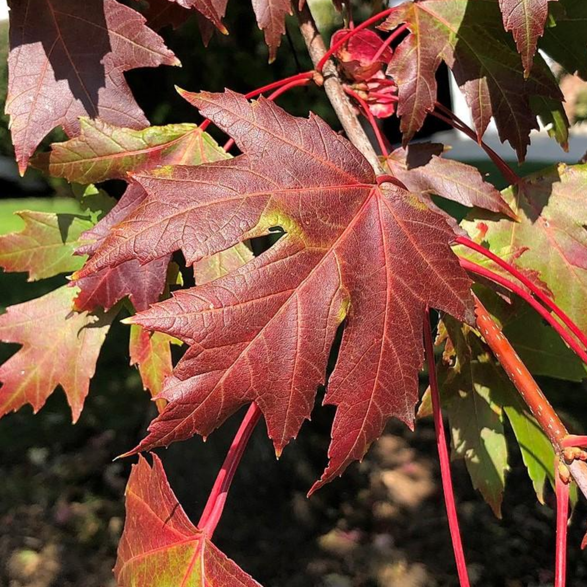 Close-up of red and green maple leaves on a branch