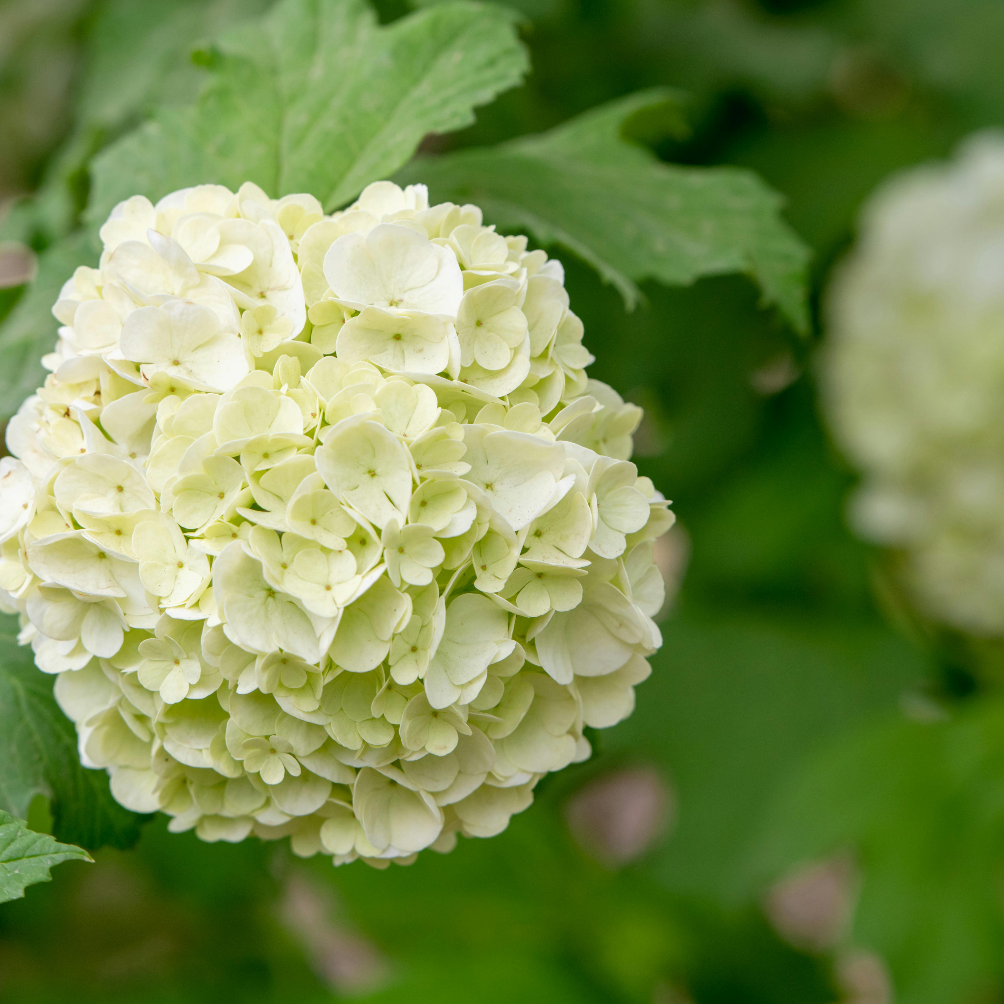 Hydrangea White - Hydrangea macrophylla White