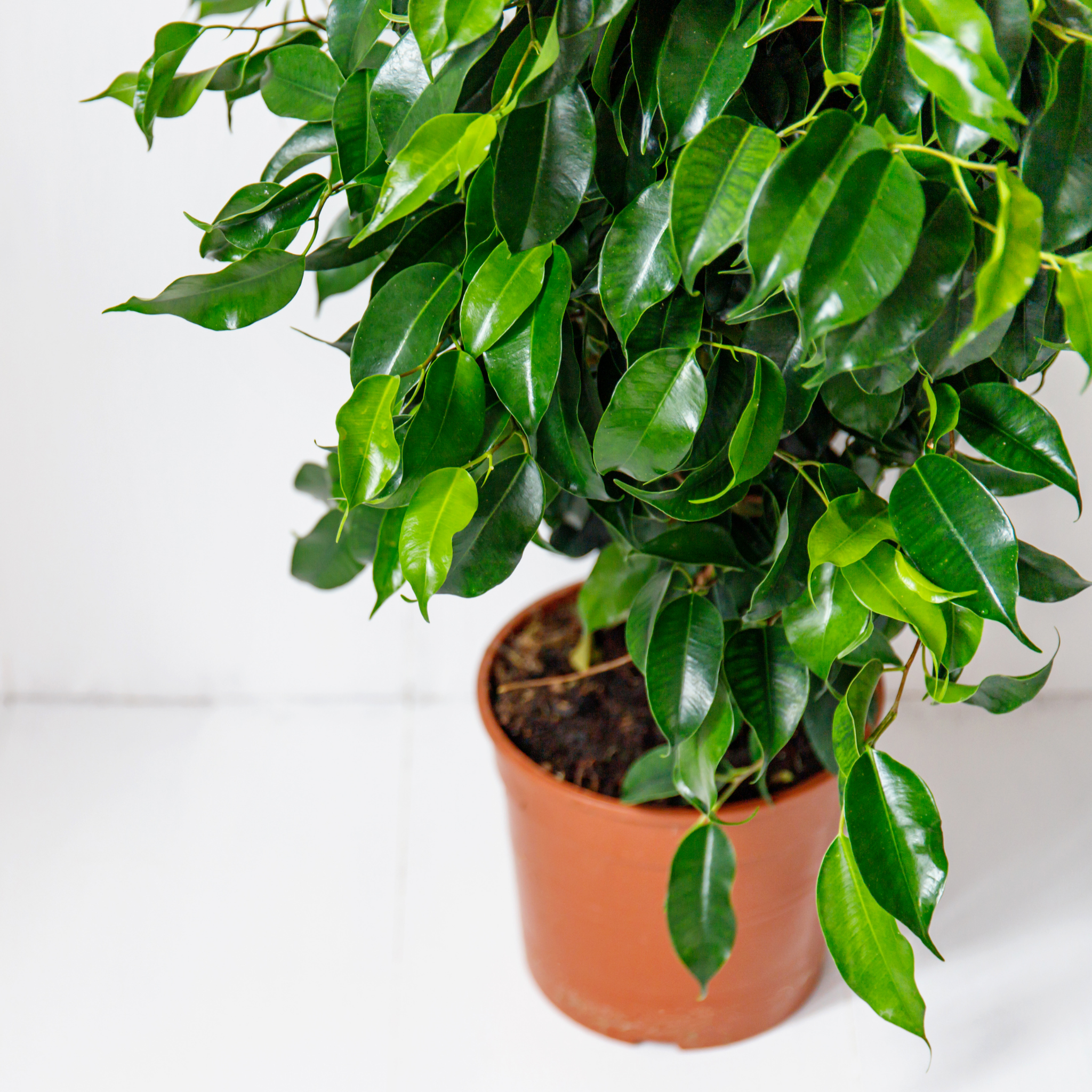 Weeping Benjamin Fig - Ficus Benjamina