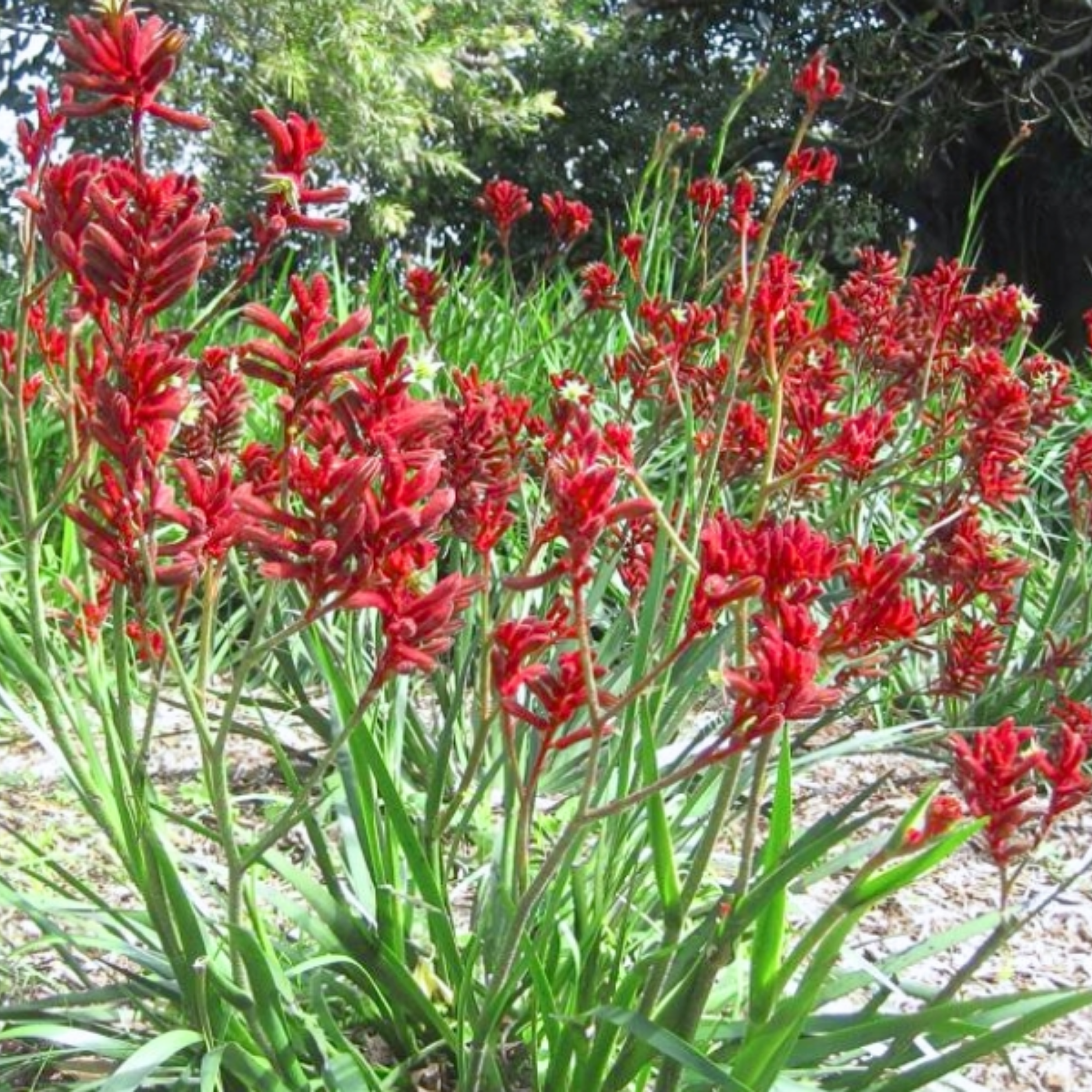 Tall Red Kangaroo Paw - Anigozanthos flavidus Landscape Scarlet