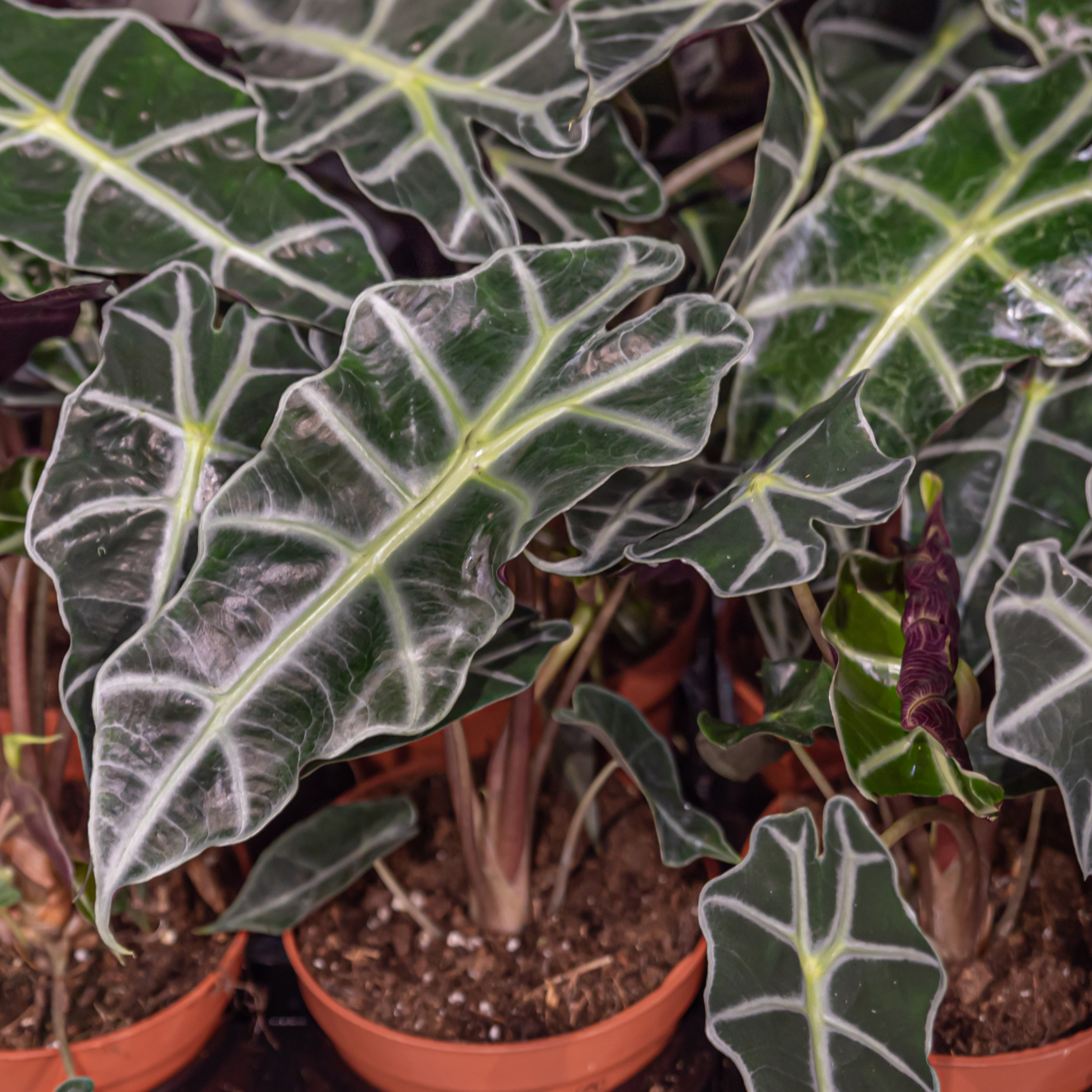 Elephants Ear - Alocasia amazonica