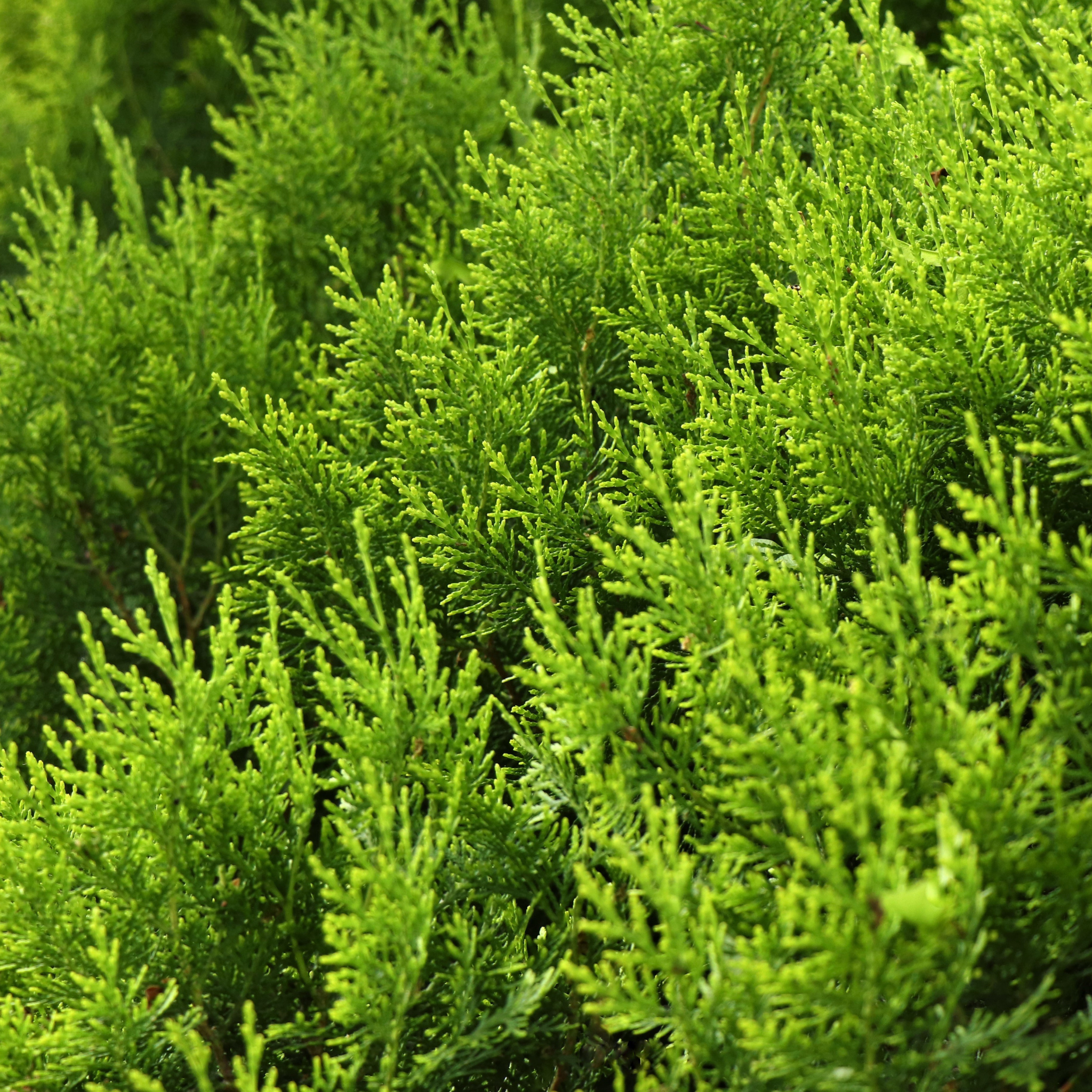 Cupressocyparis leylandii Castlewellan Gold - Leyland Cypress