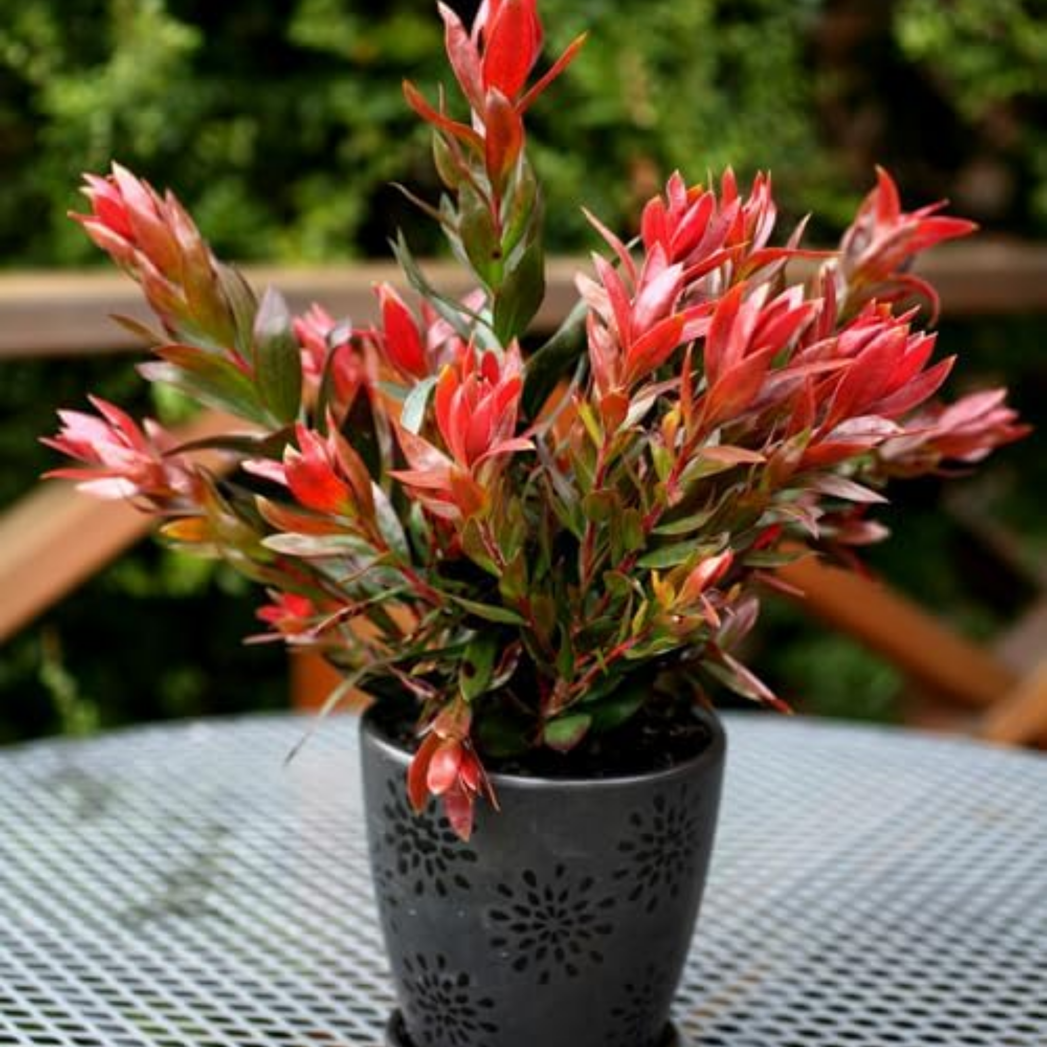 Potted plant with red and green leaves on a metal table outdoors.