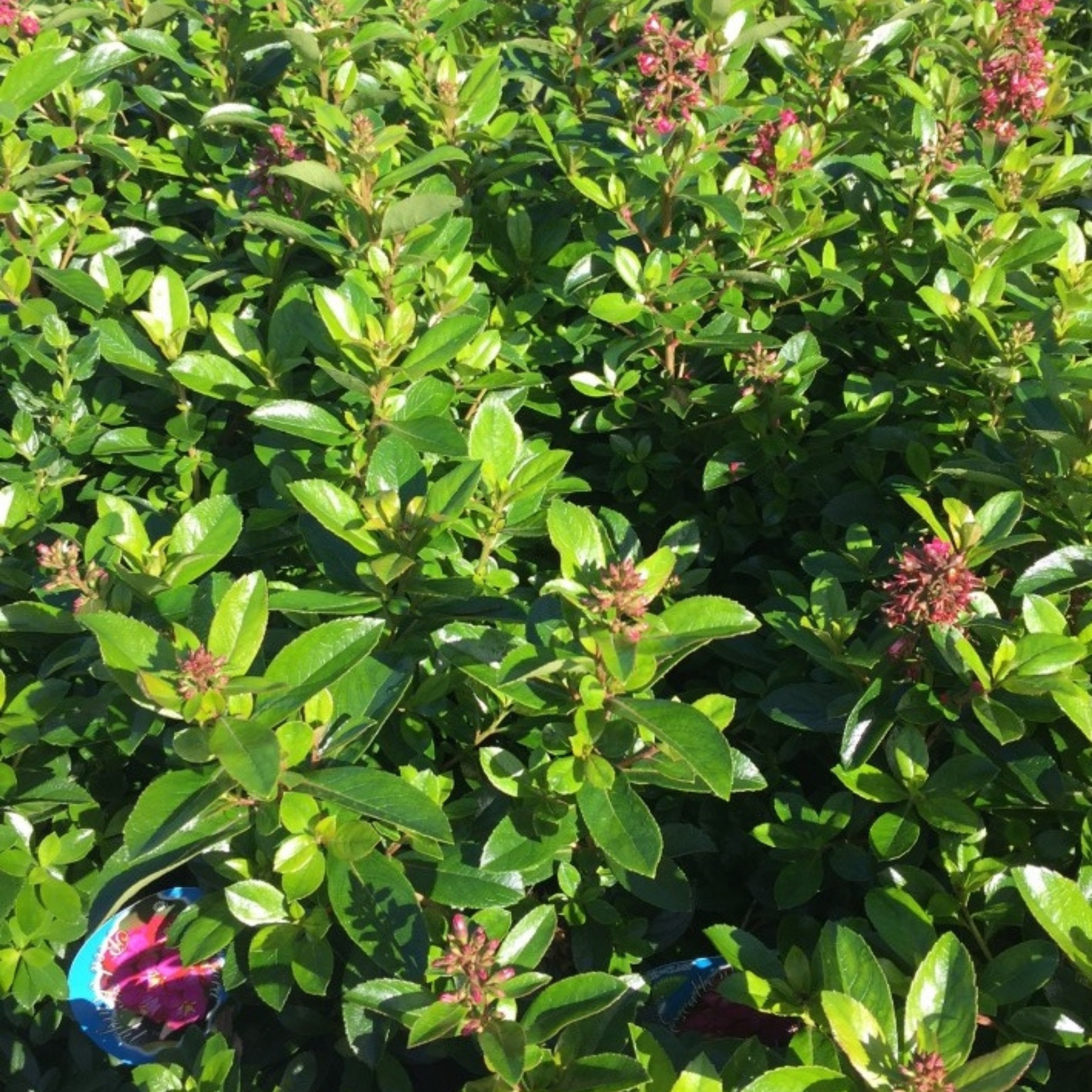 Escallonia Red Knight - Escallonia langleyensis Red Knight