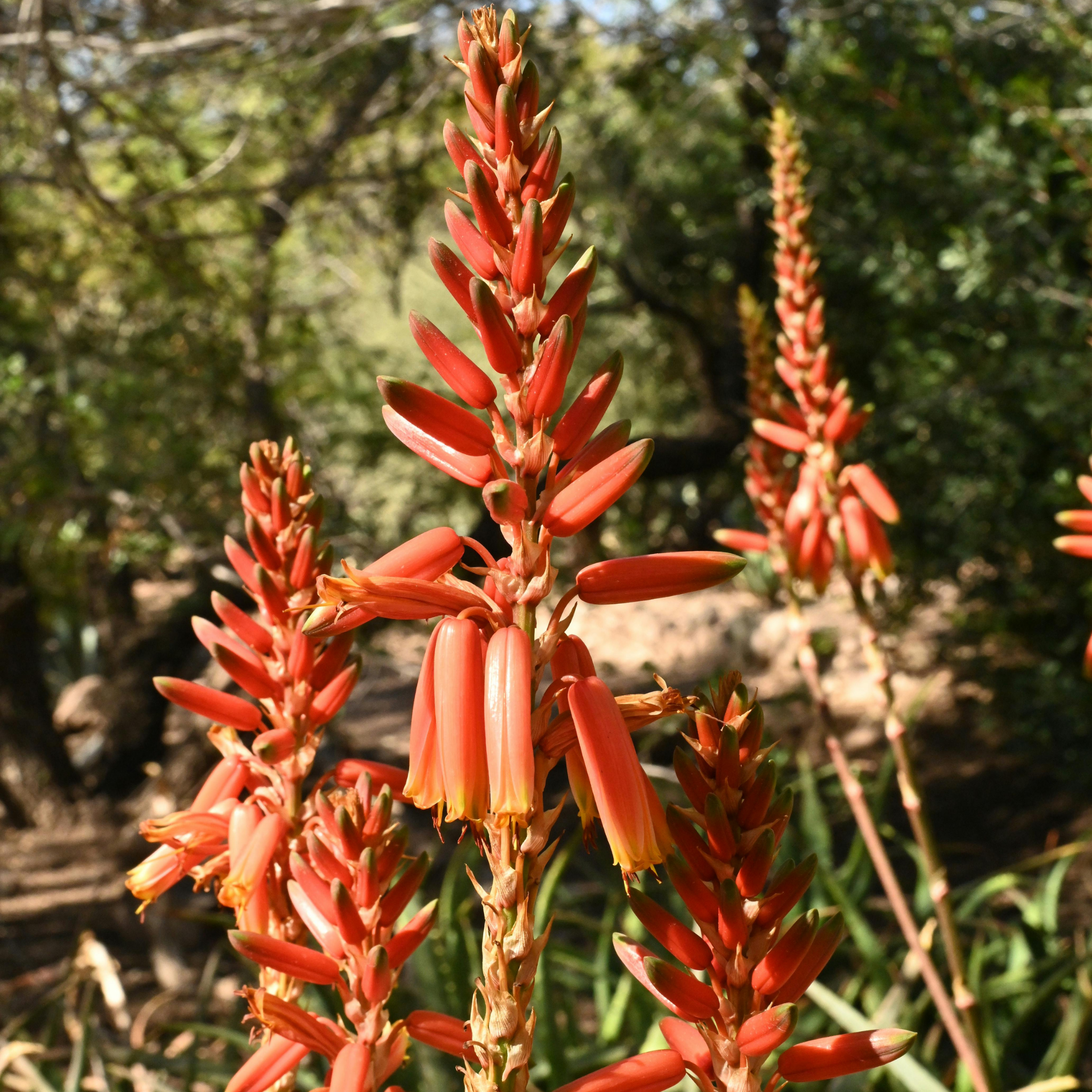 Aloe hybrida Spots N Dots
