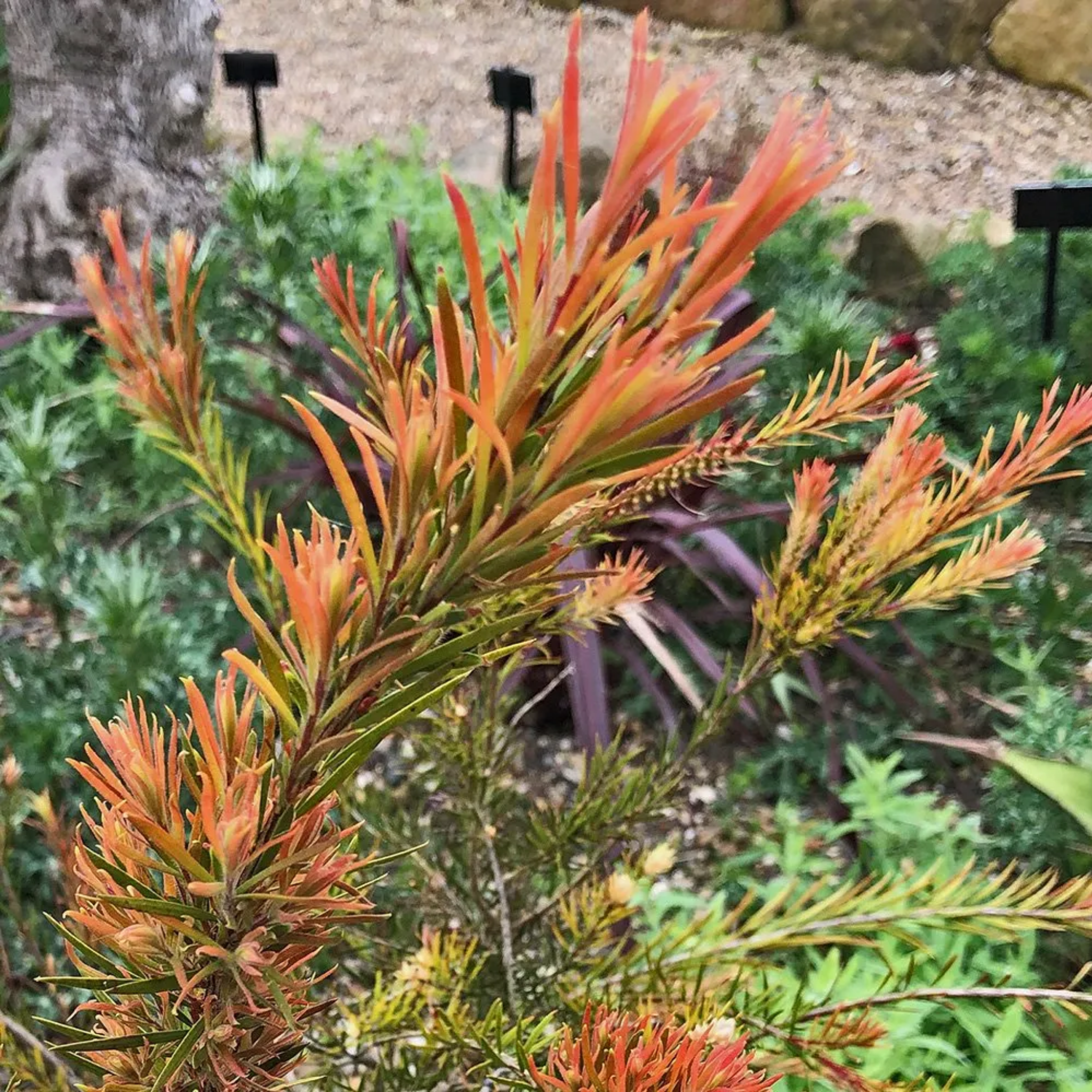 Deep Red Bottlebrush - Callistemon subulatus 'Packers Selection’