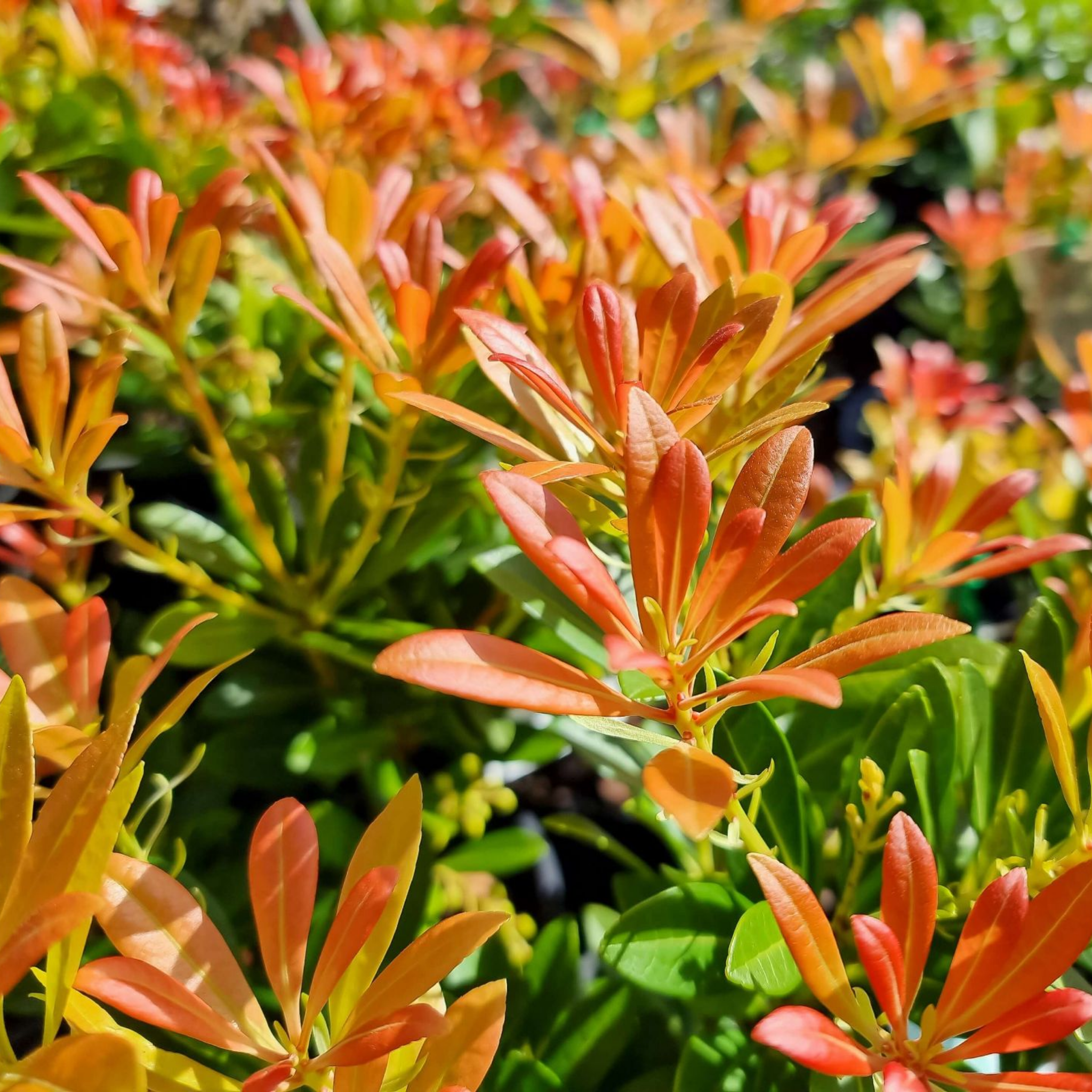 Temple Bells Japanese Andromeda - Pieris japonica Temple Bells