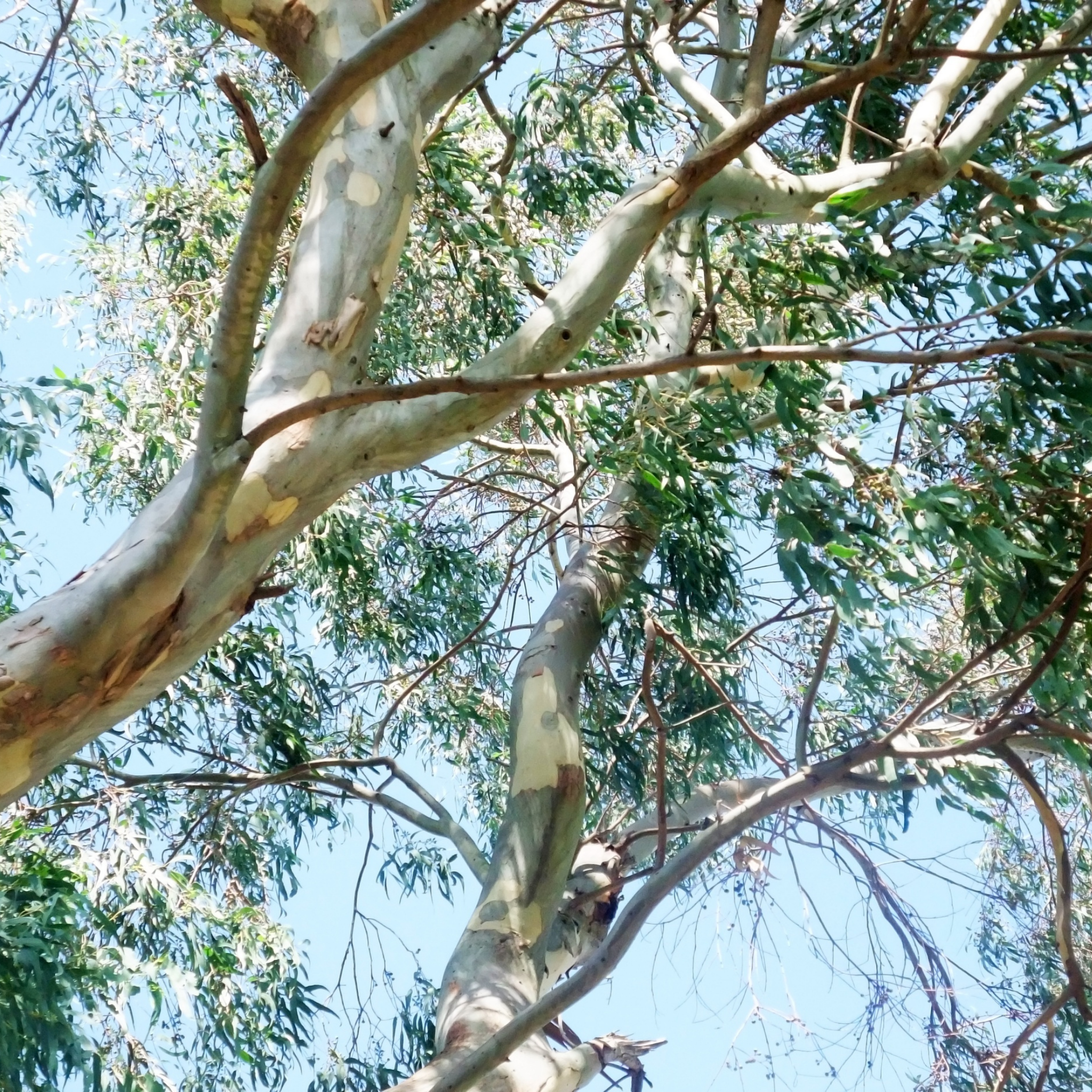 Pink Flowering Ironbark - Eucalyptus sideroxylon Rosea