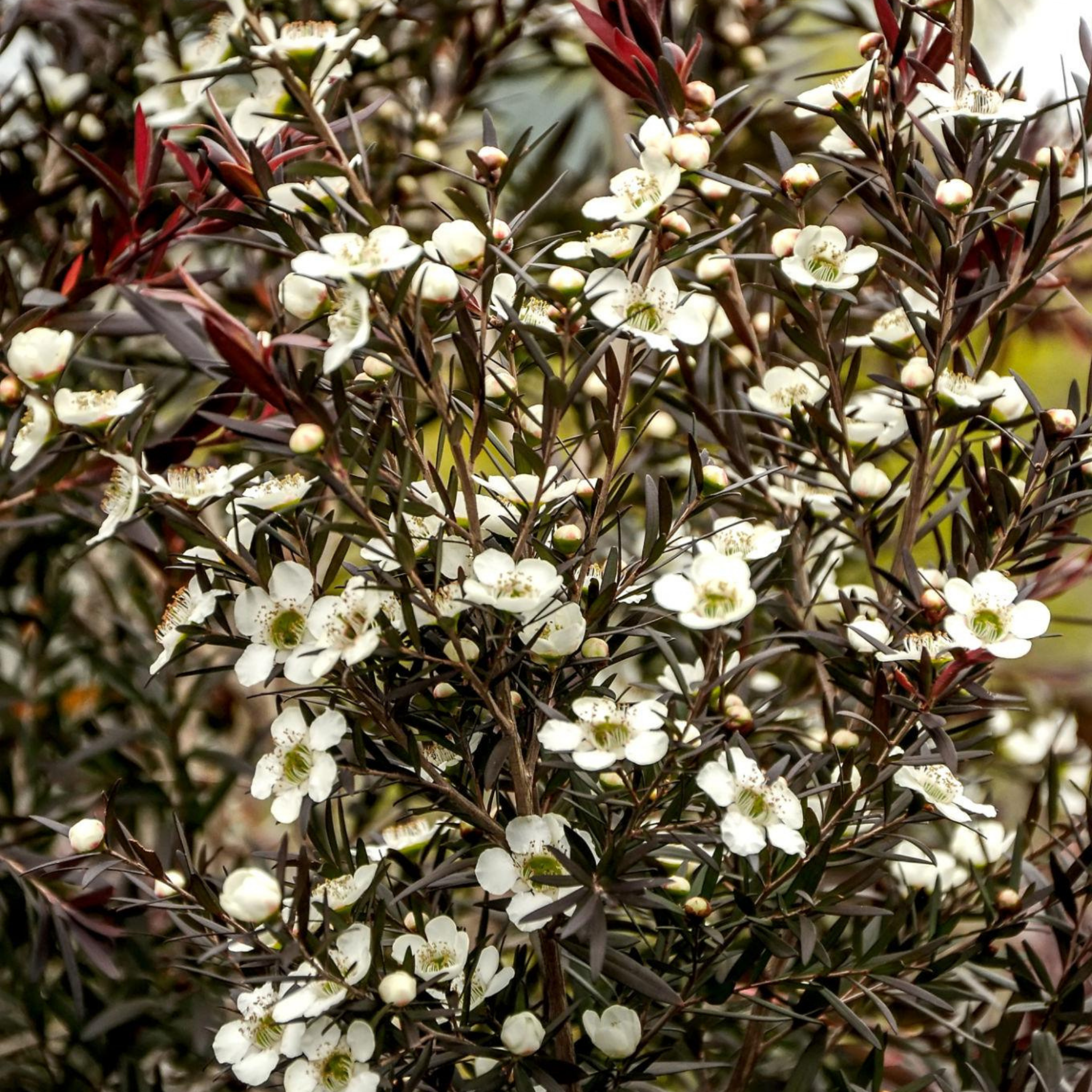 Tea Tree Starry Night - Leptospermum obovatum Starry Night