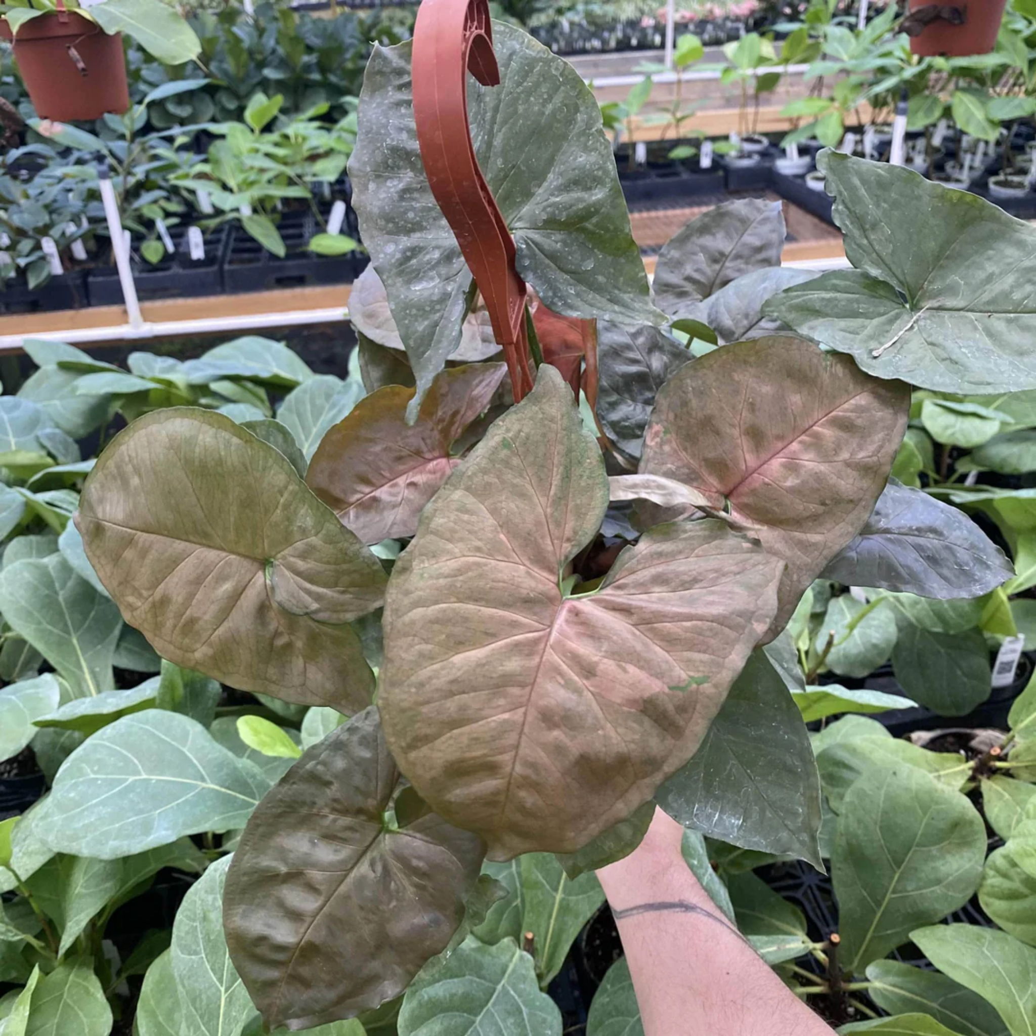 Bronze Syngonium - Syngonium podophyllum ‘Maria’ Arrowhead Plant