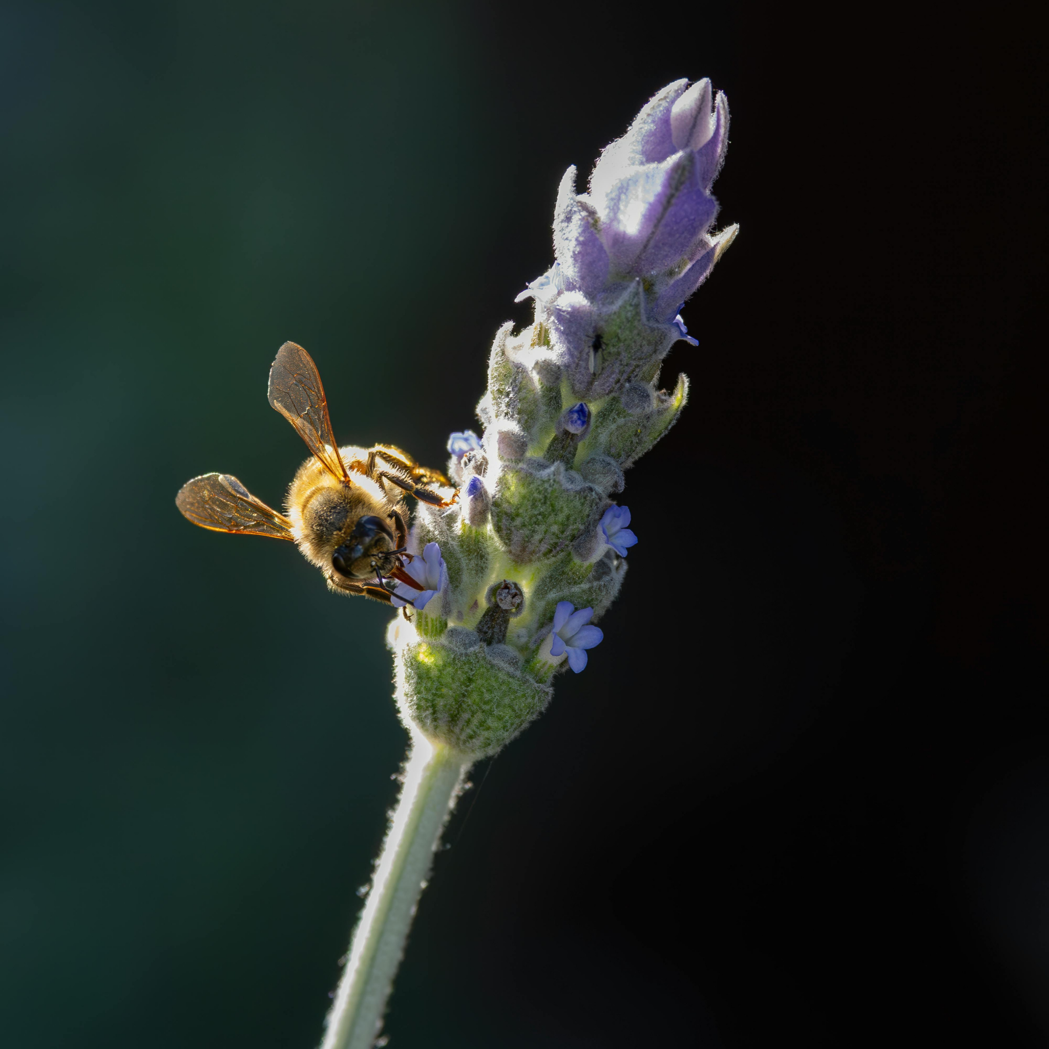 Dwarf French Lavender - Lavandula dentata La Diva Imperial