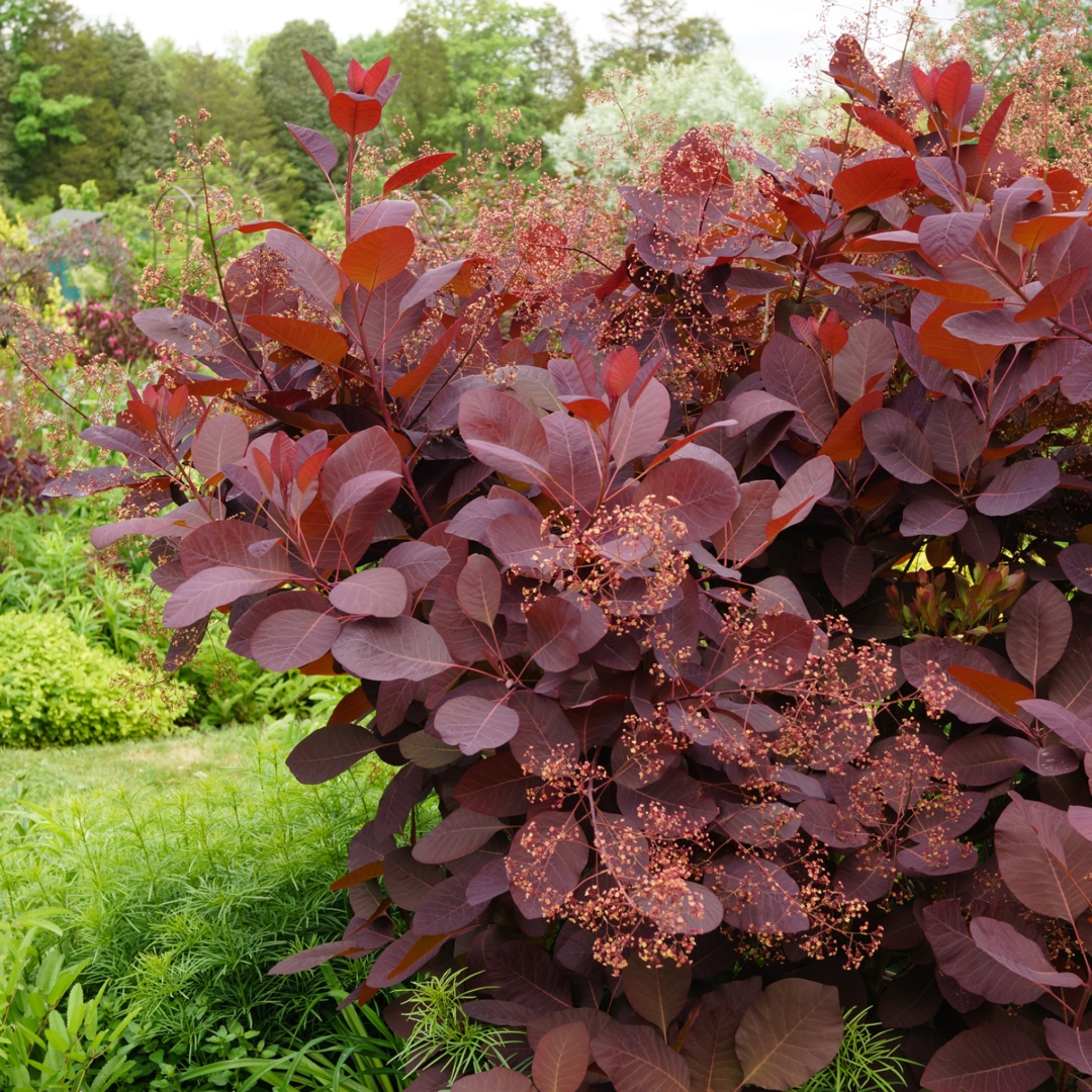 Cotinus coggygria Grace Smoke Tree - Cotinus coggygria Grace