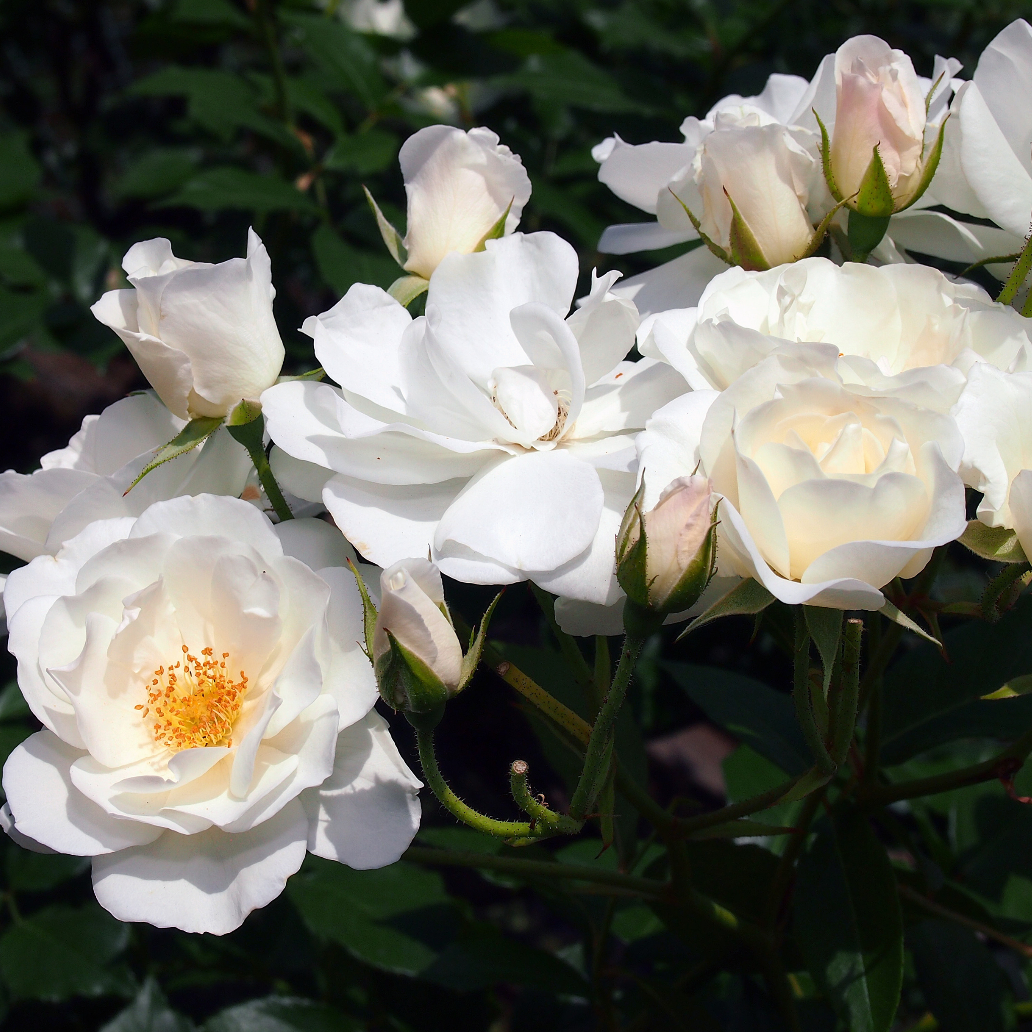 Iceberg Floribunda Rose - Rosa Iceberg